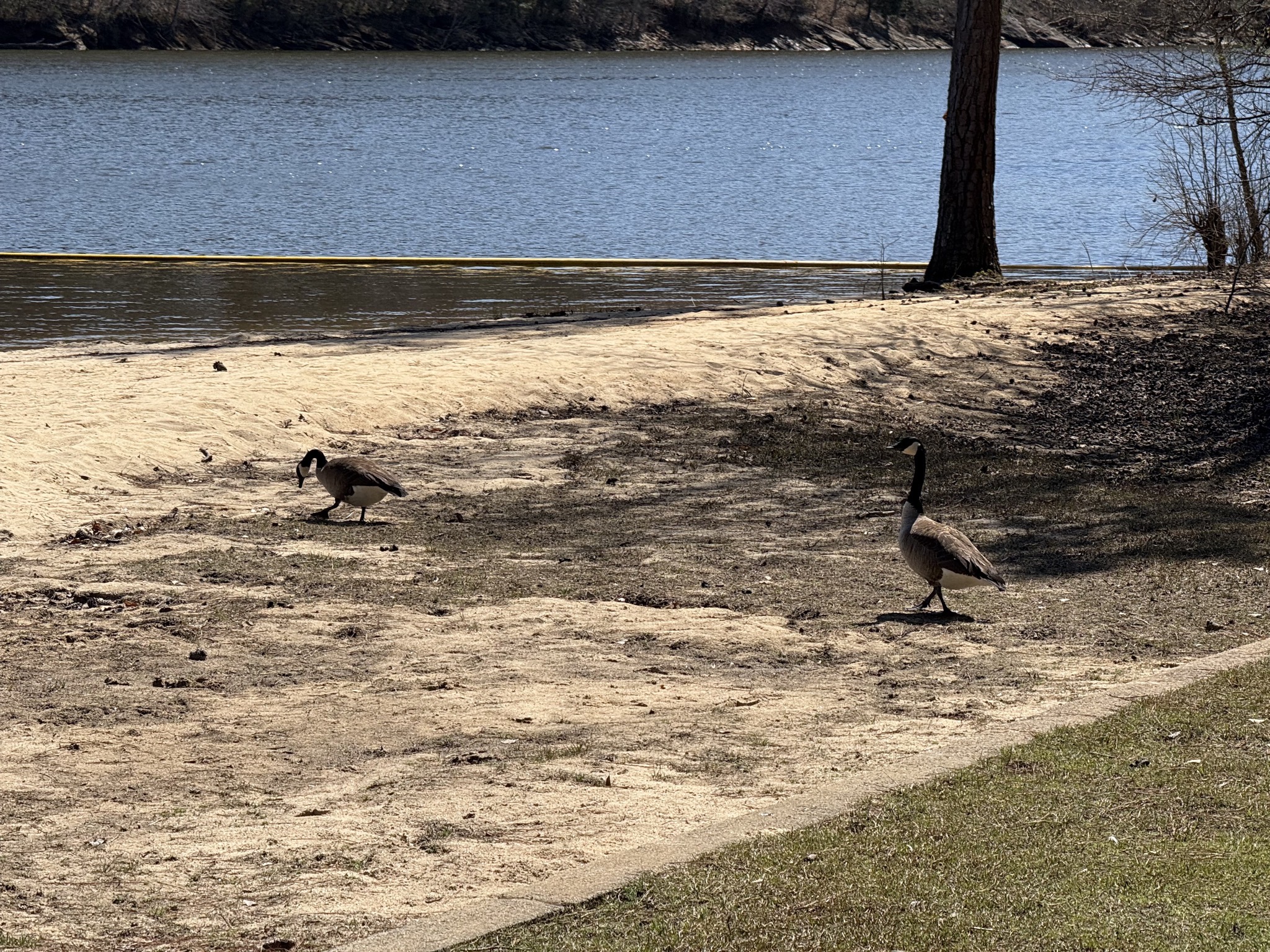 Geese on the beach