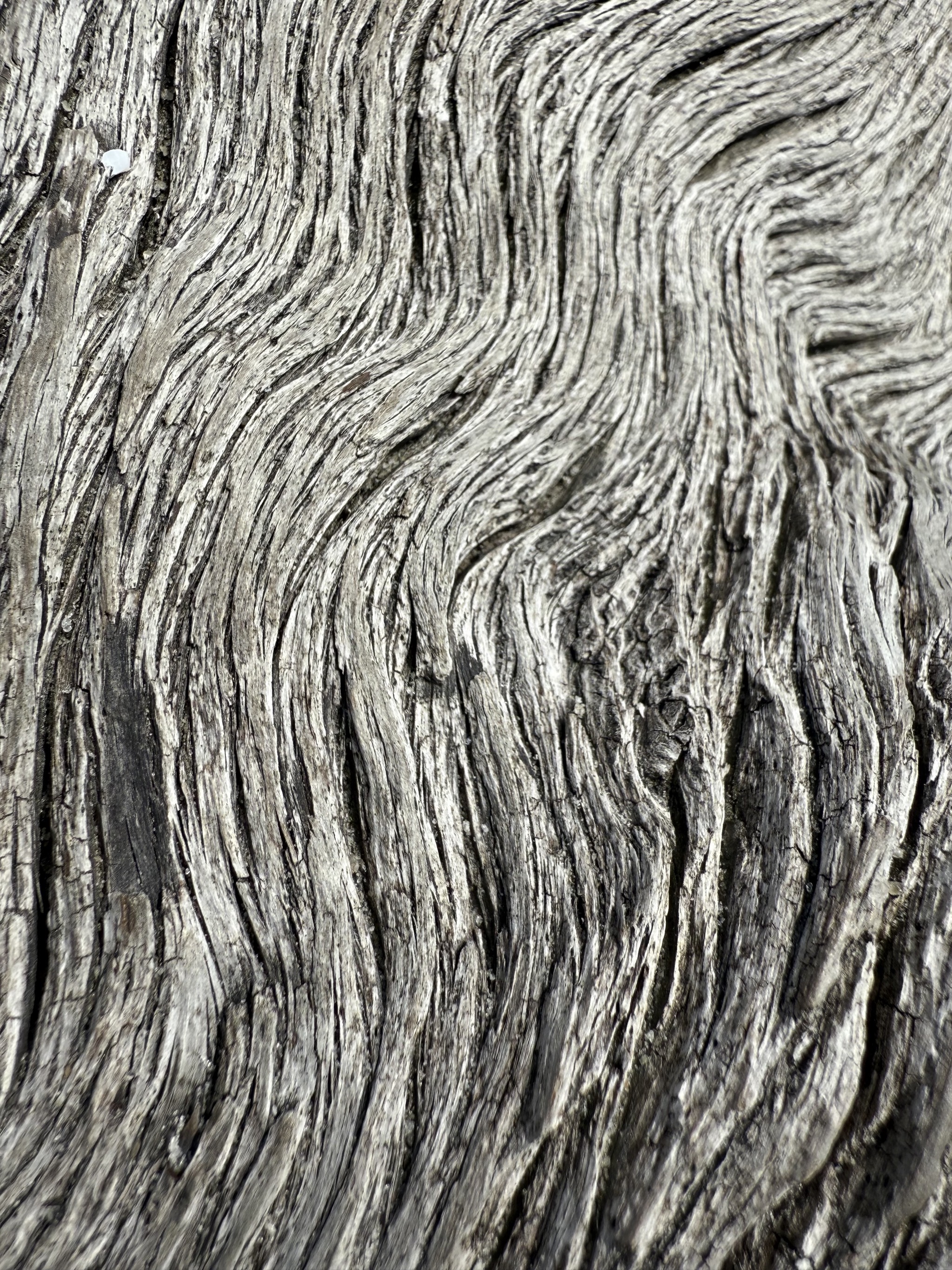 Driftwood Beach