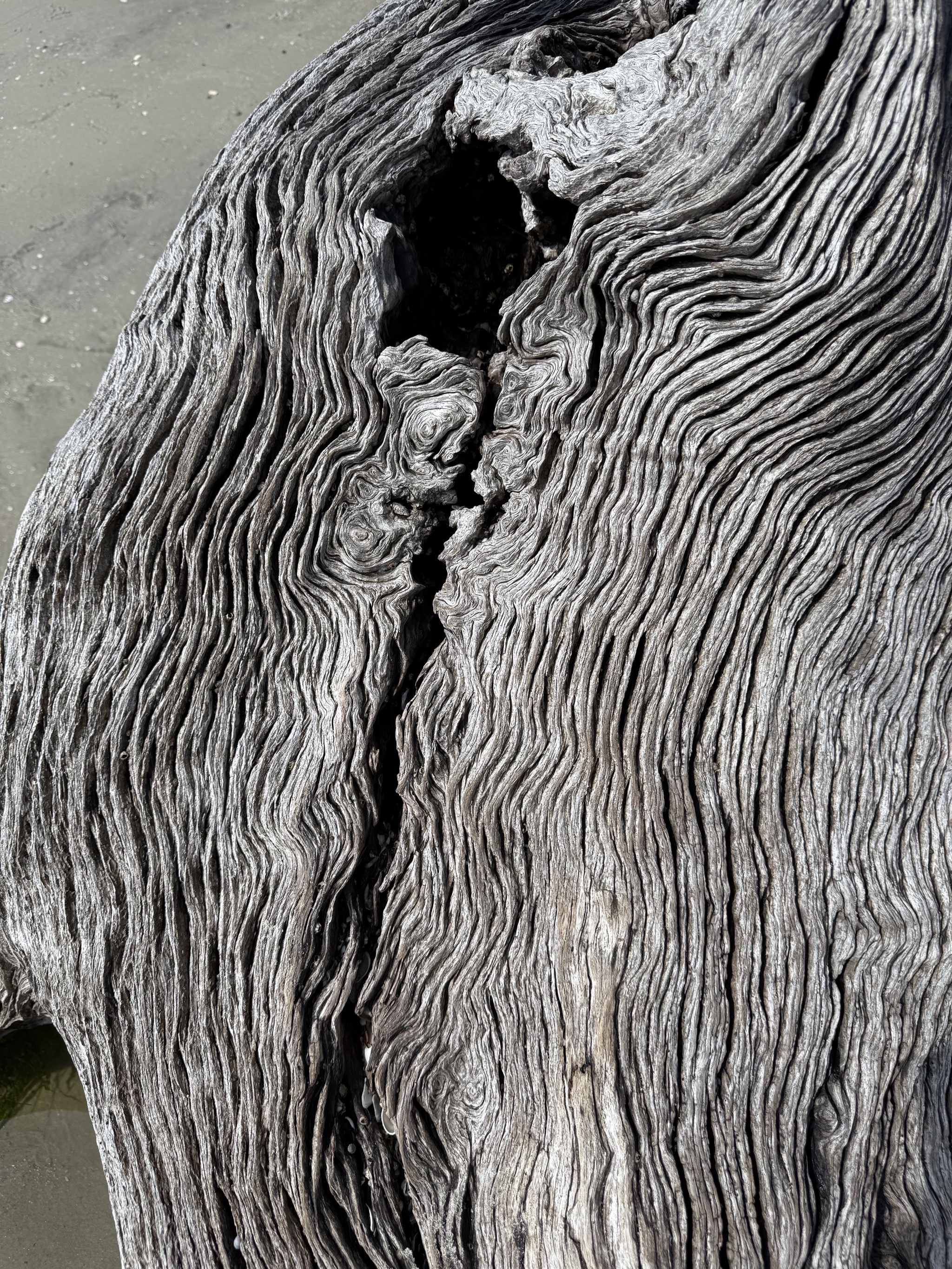 Driftwood Beach