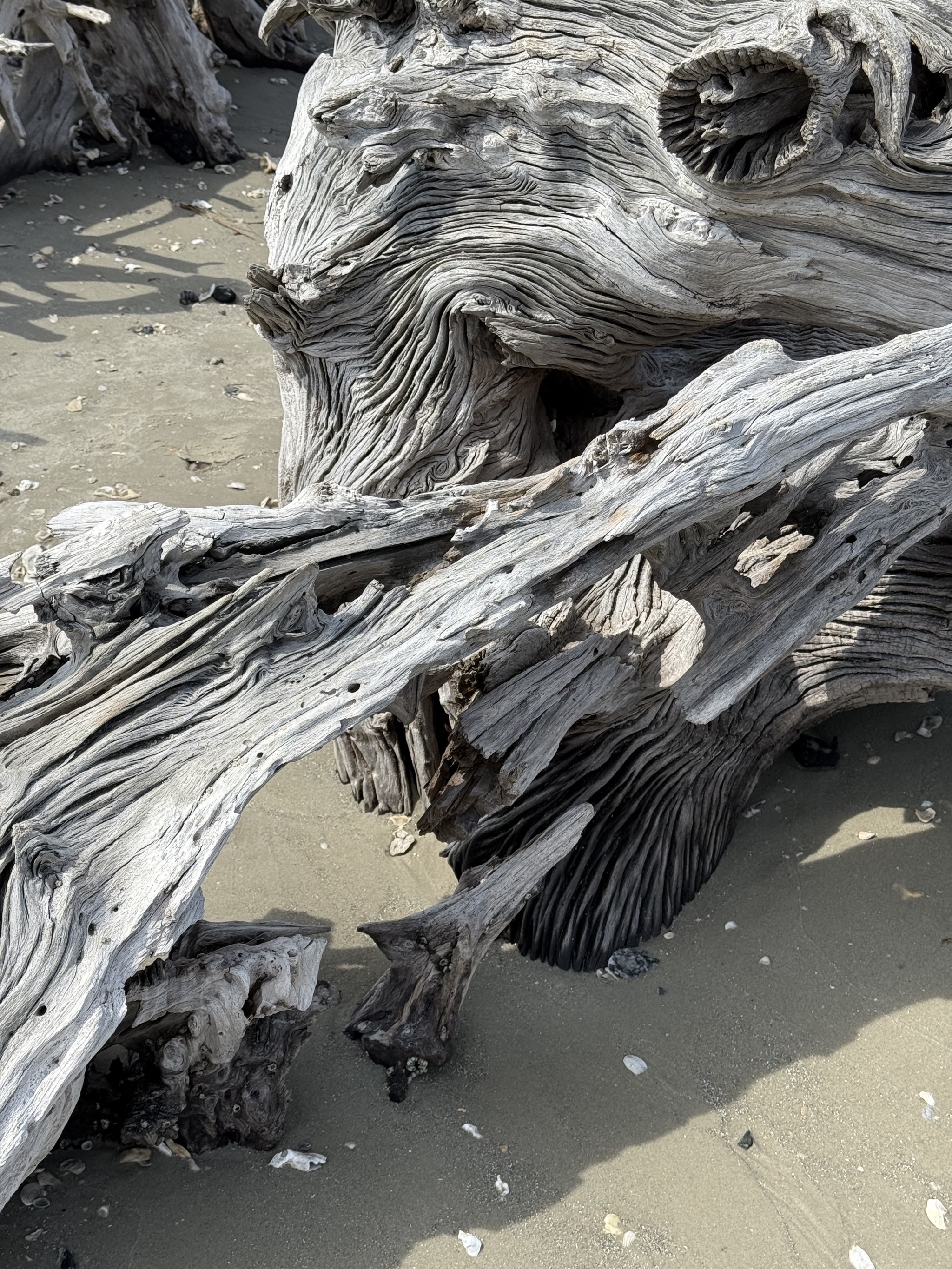 Driftwood Beach