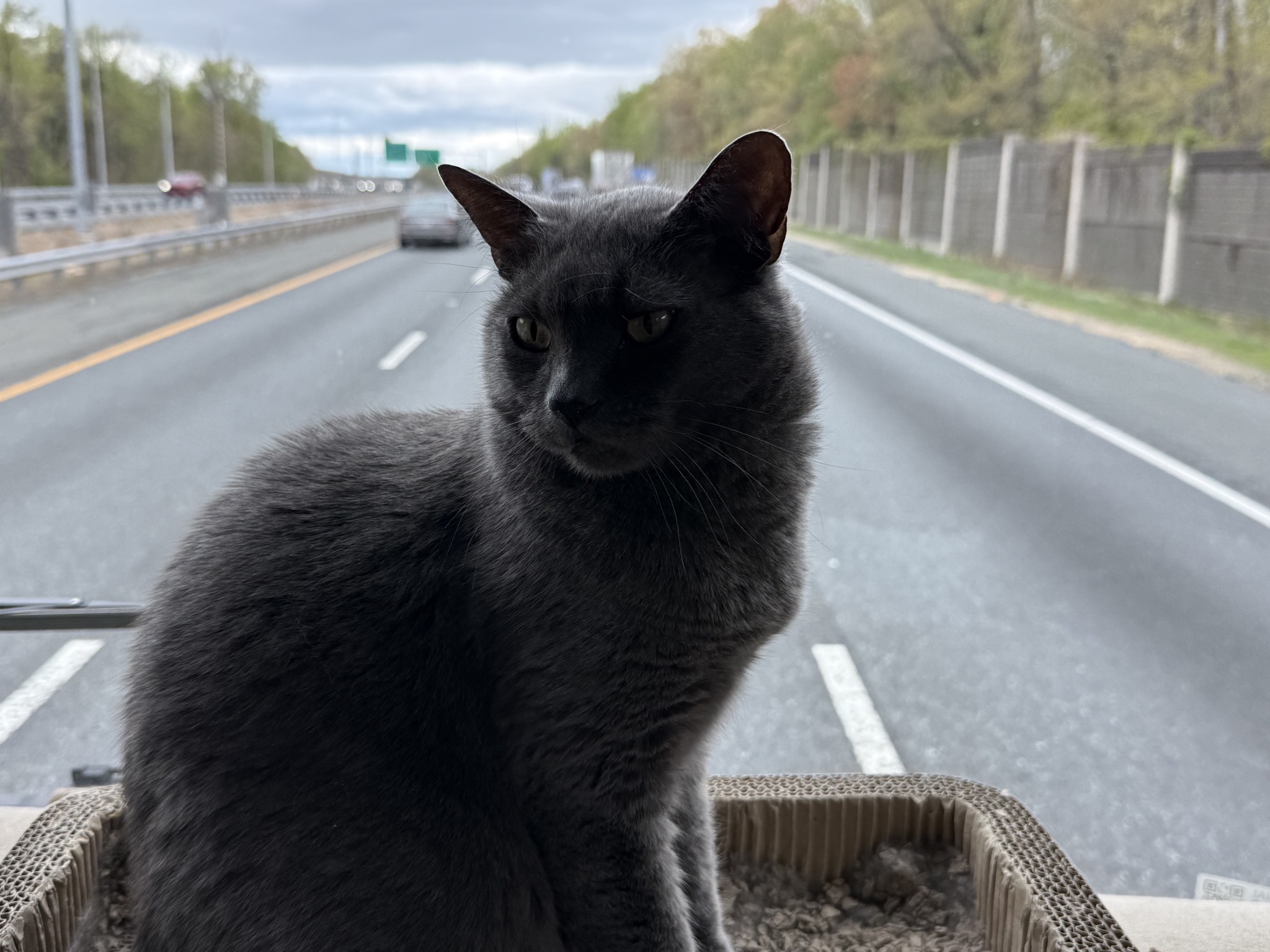 Paladin on the dash