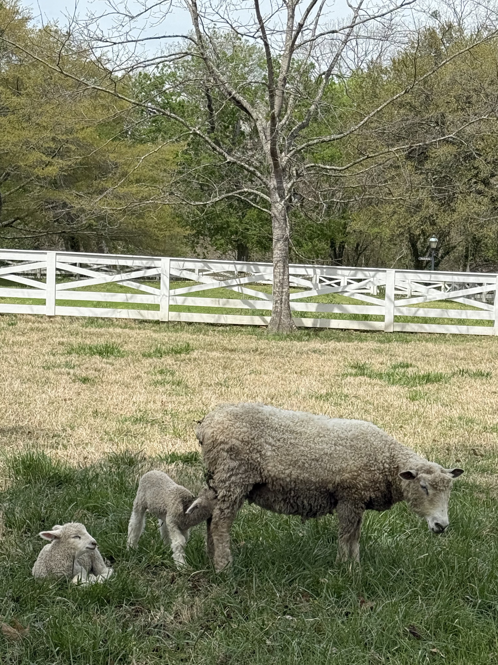 Sheep