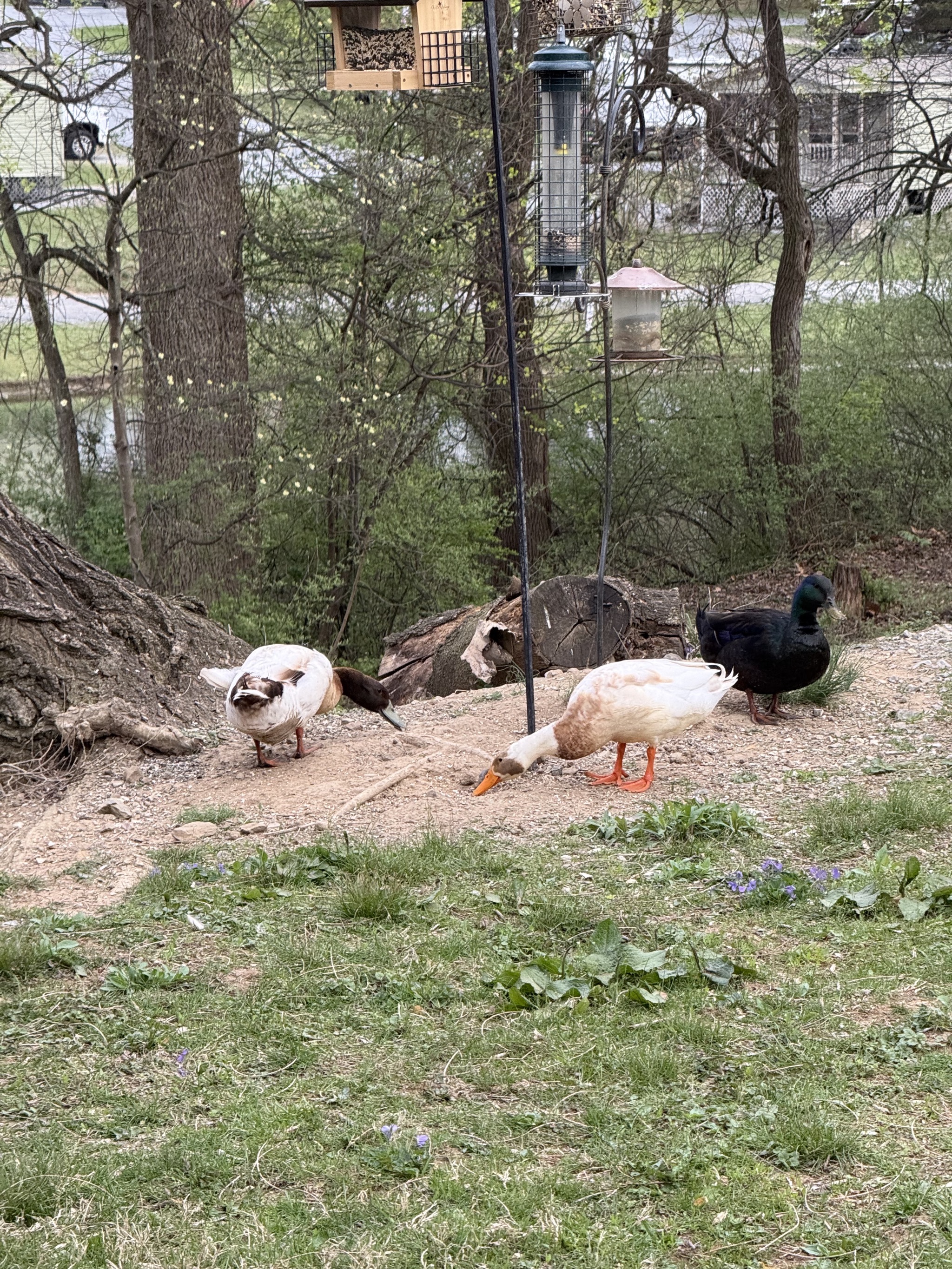 Ducks below birdfeeders on our neighboring site