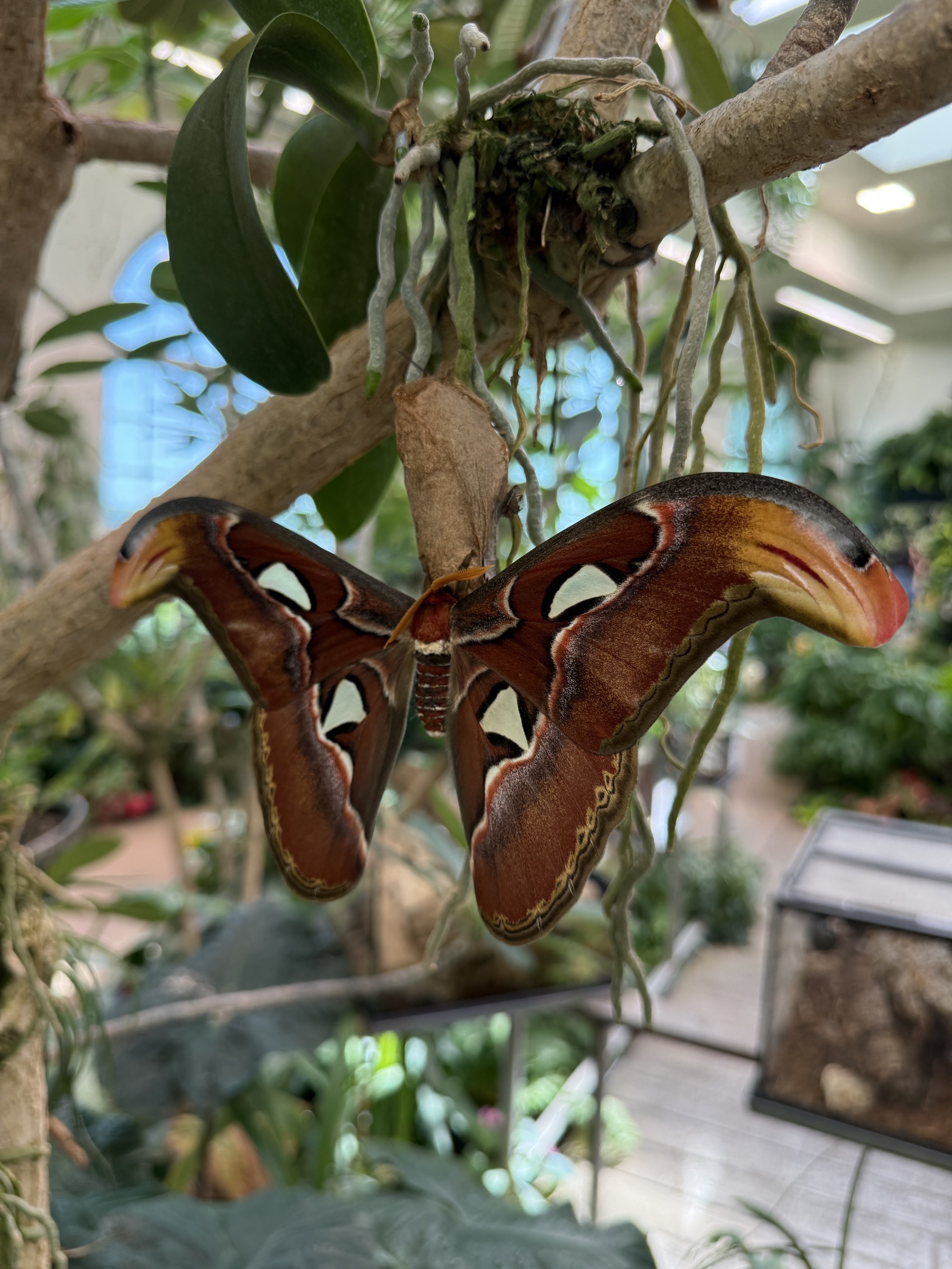 Butterfly atrium