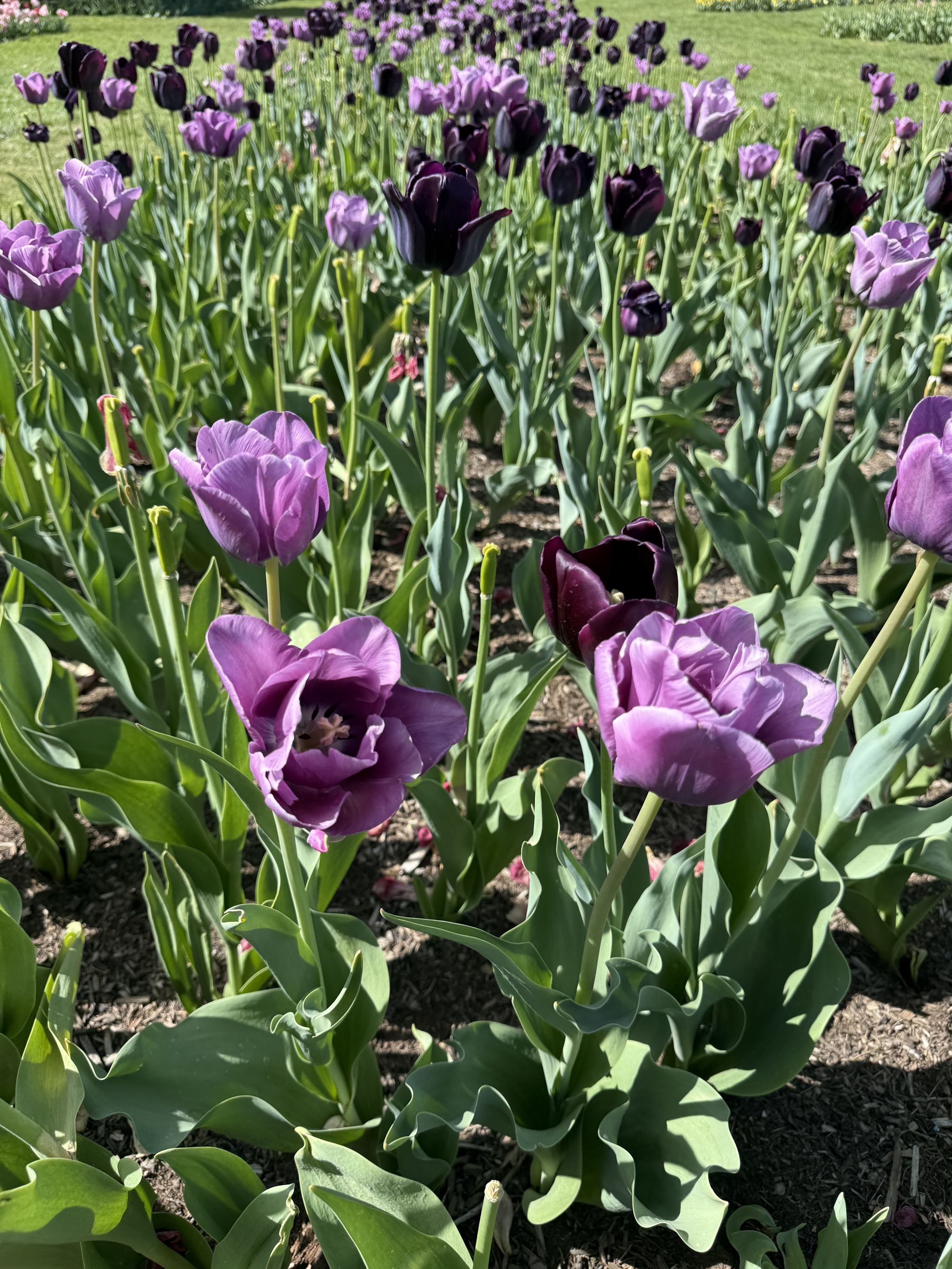 Gardens