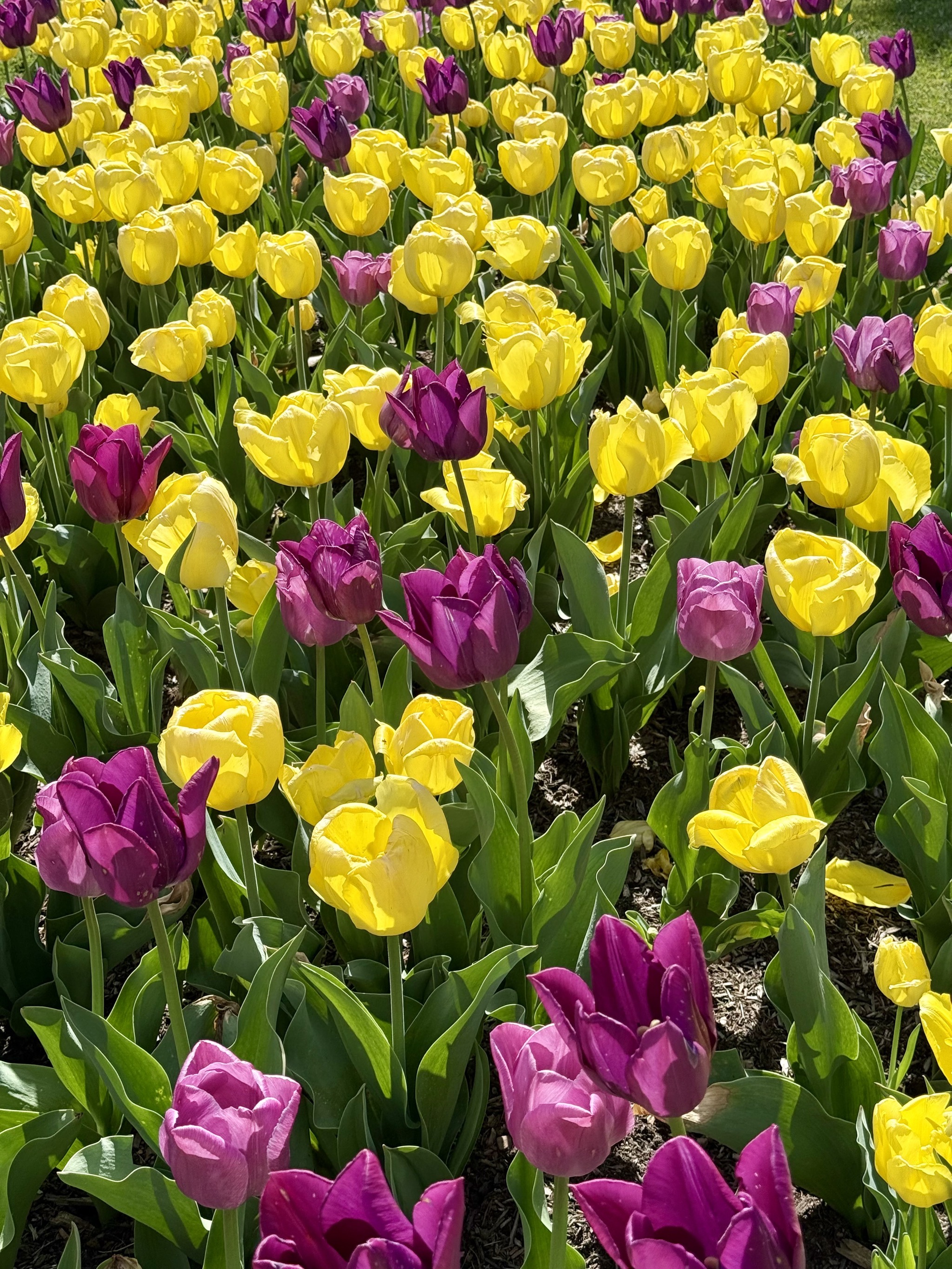 Gardens