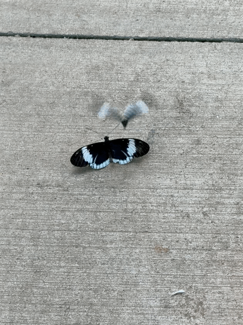 Butterfly atrium