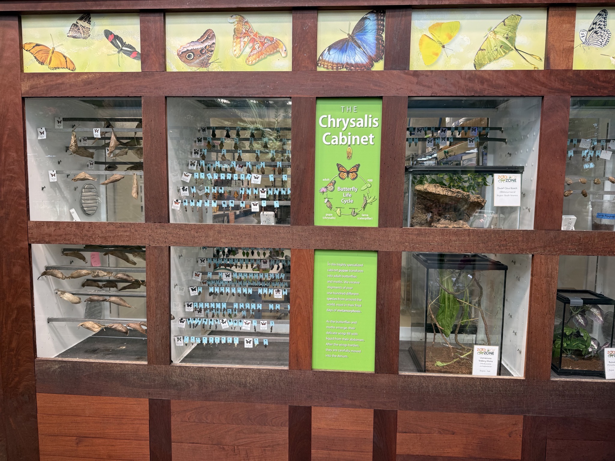 Butterfly atrium