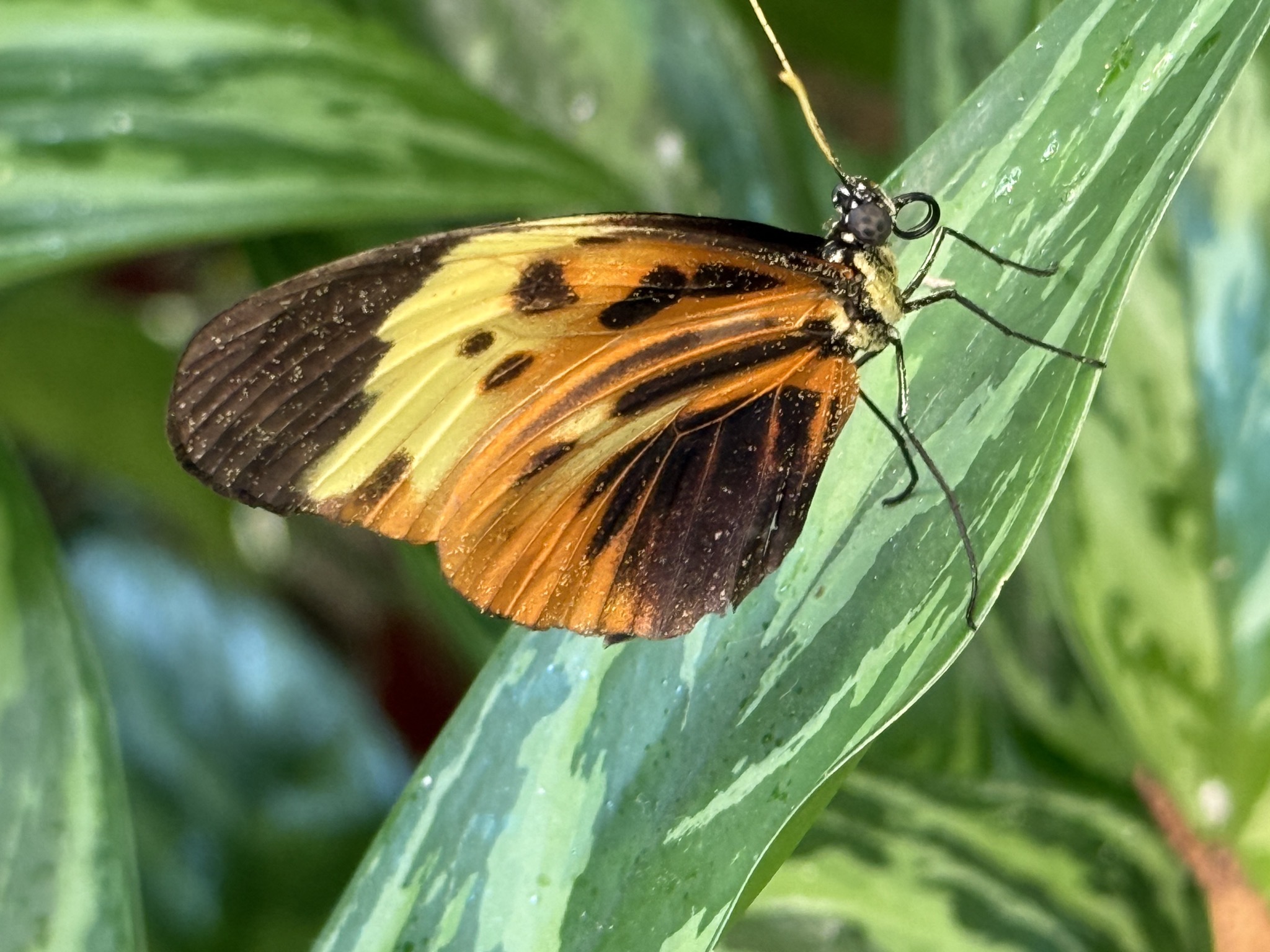 Butterfly atrium