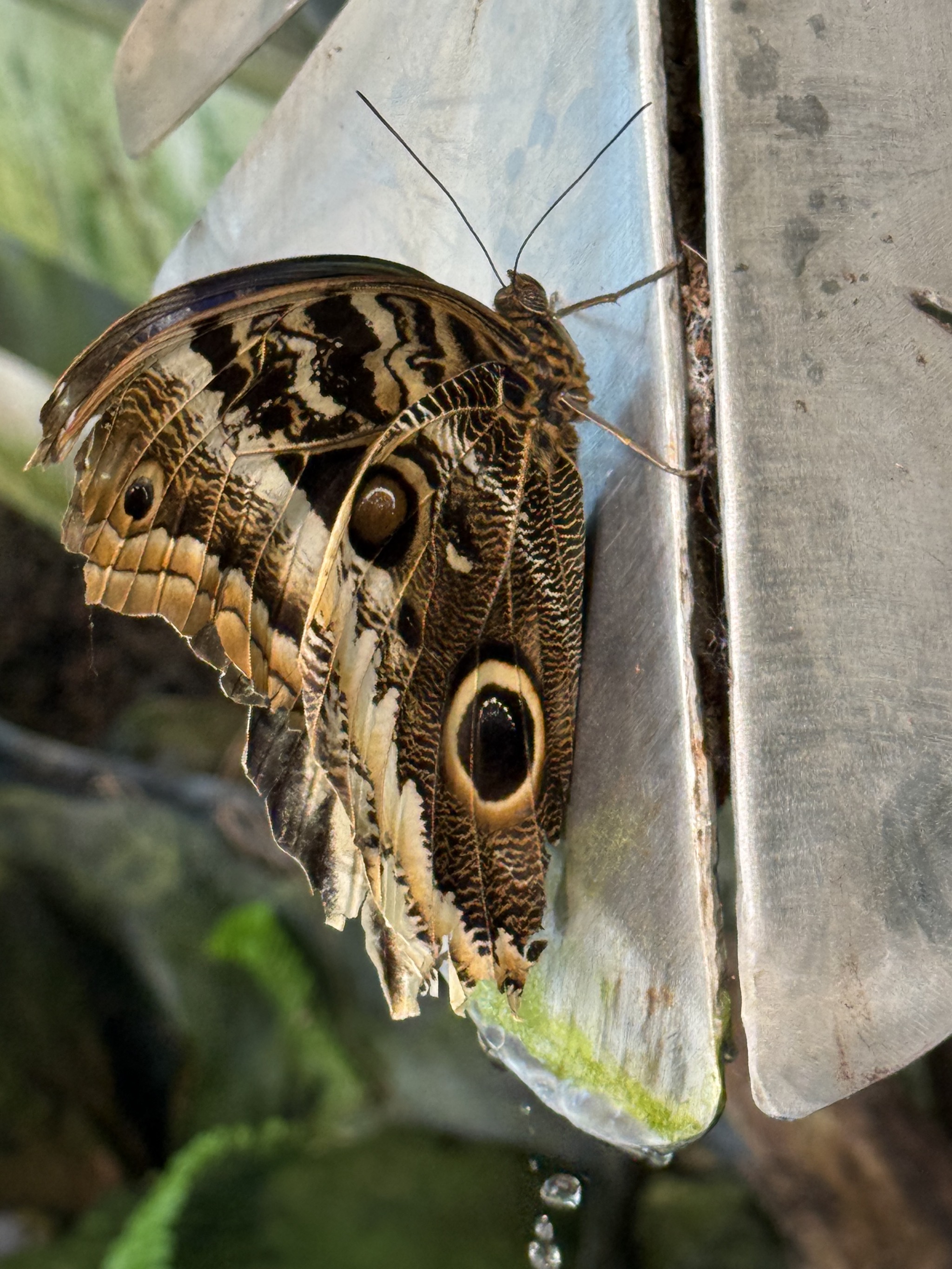 Butterfly atrium