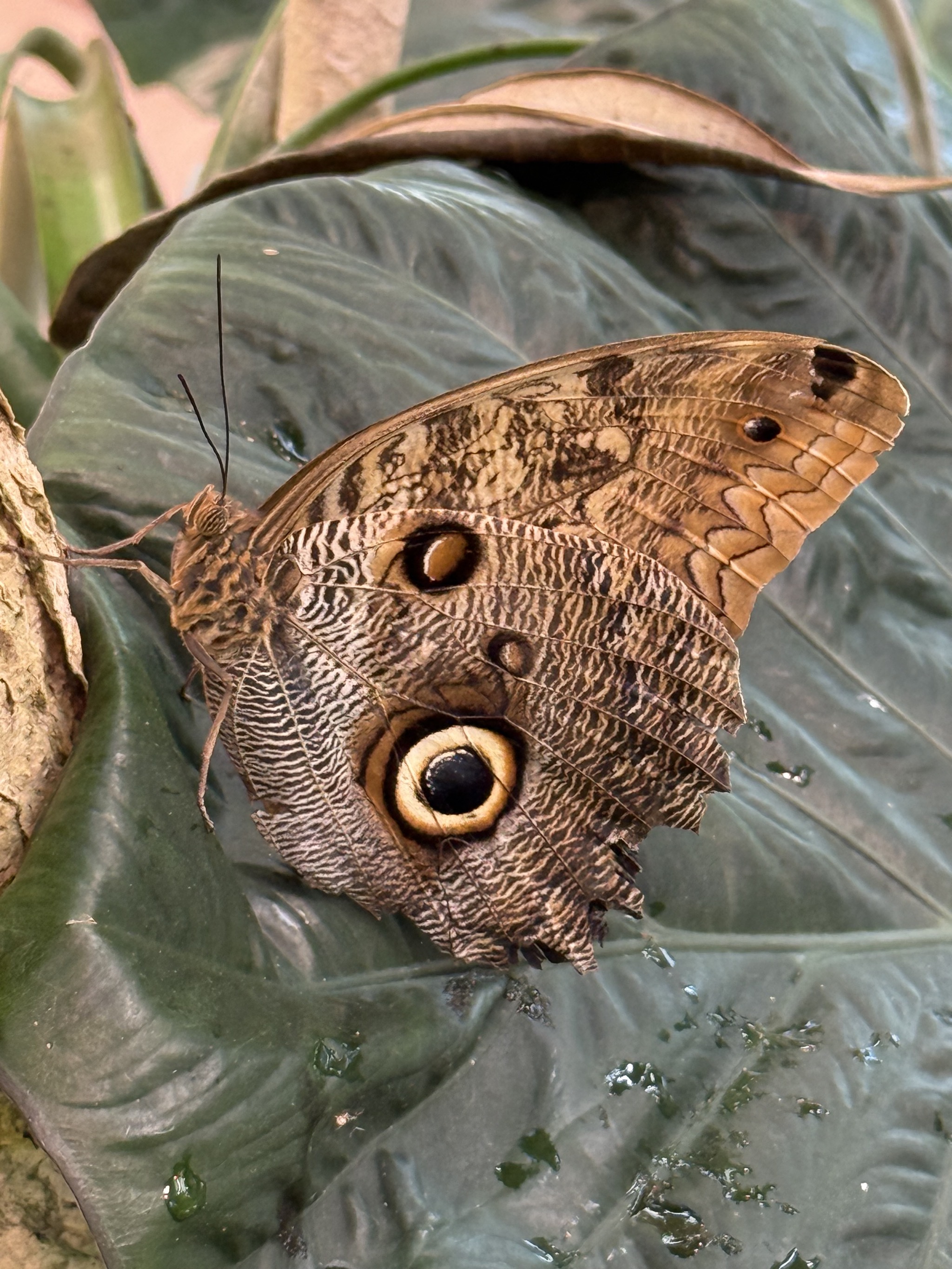 Butterfly atrium
