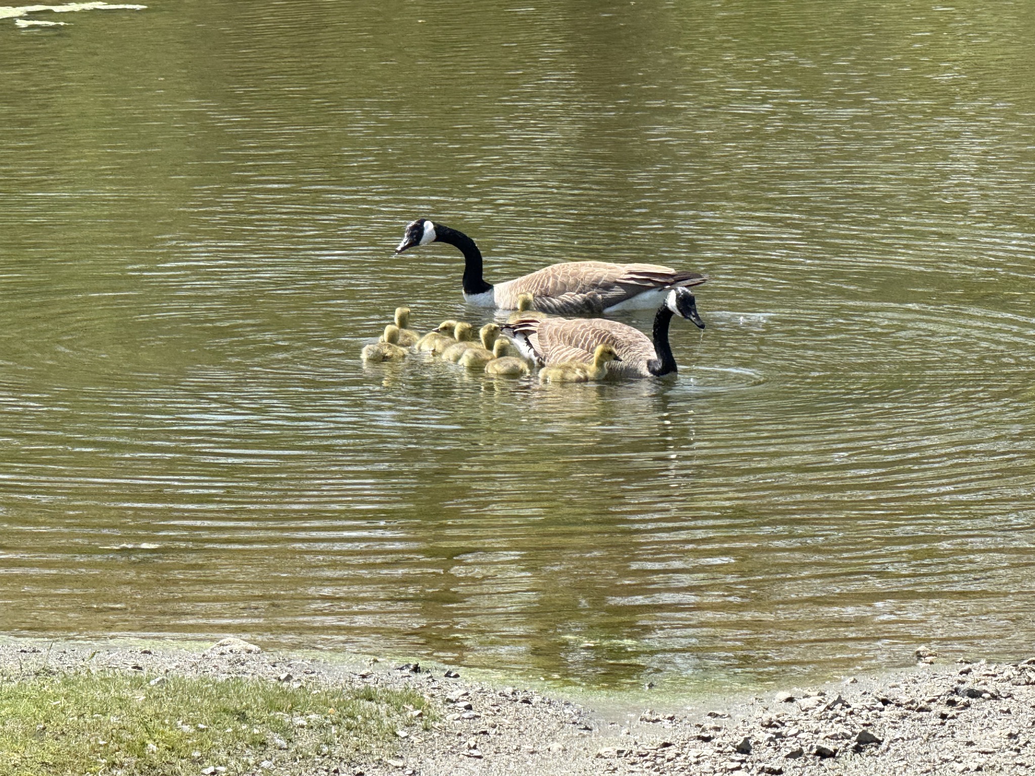 Geese and goslings