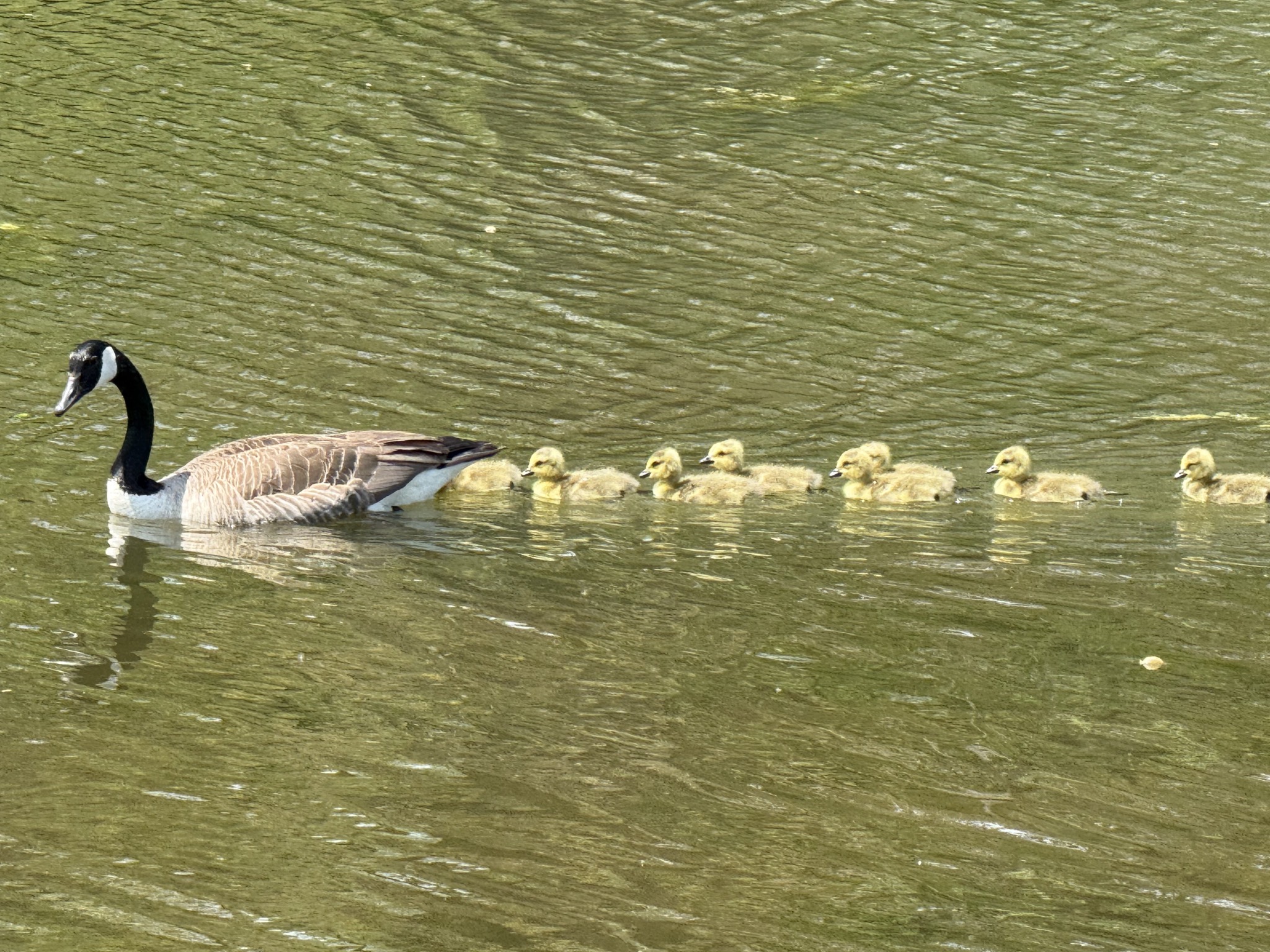 Geese and goslings