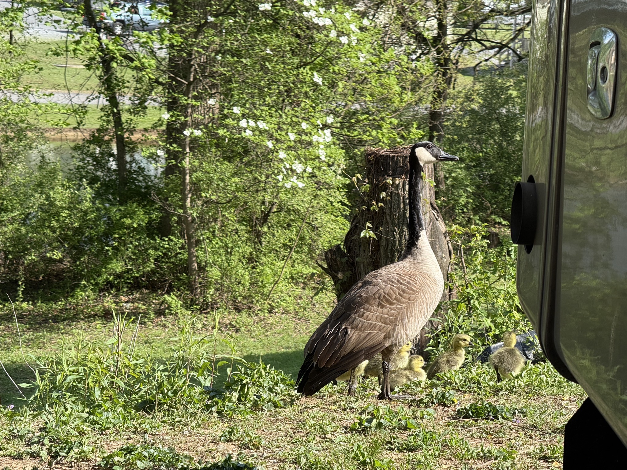 Geese and goslings