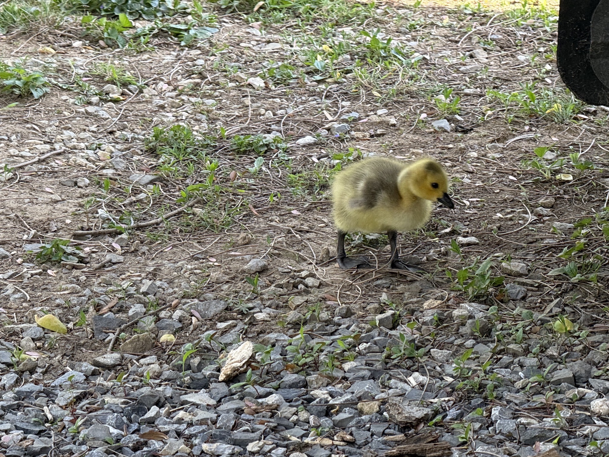 Gosling