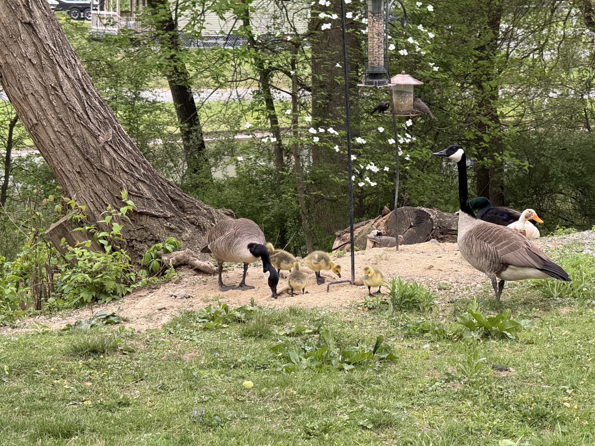 Geese and goslings