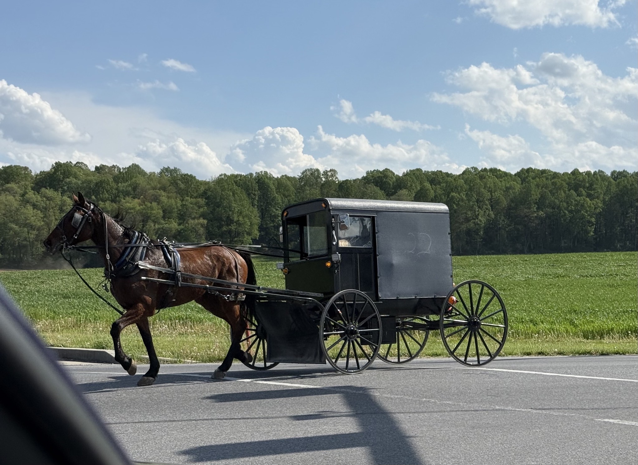 Amish horse and buggy