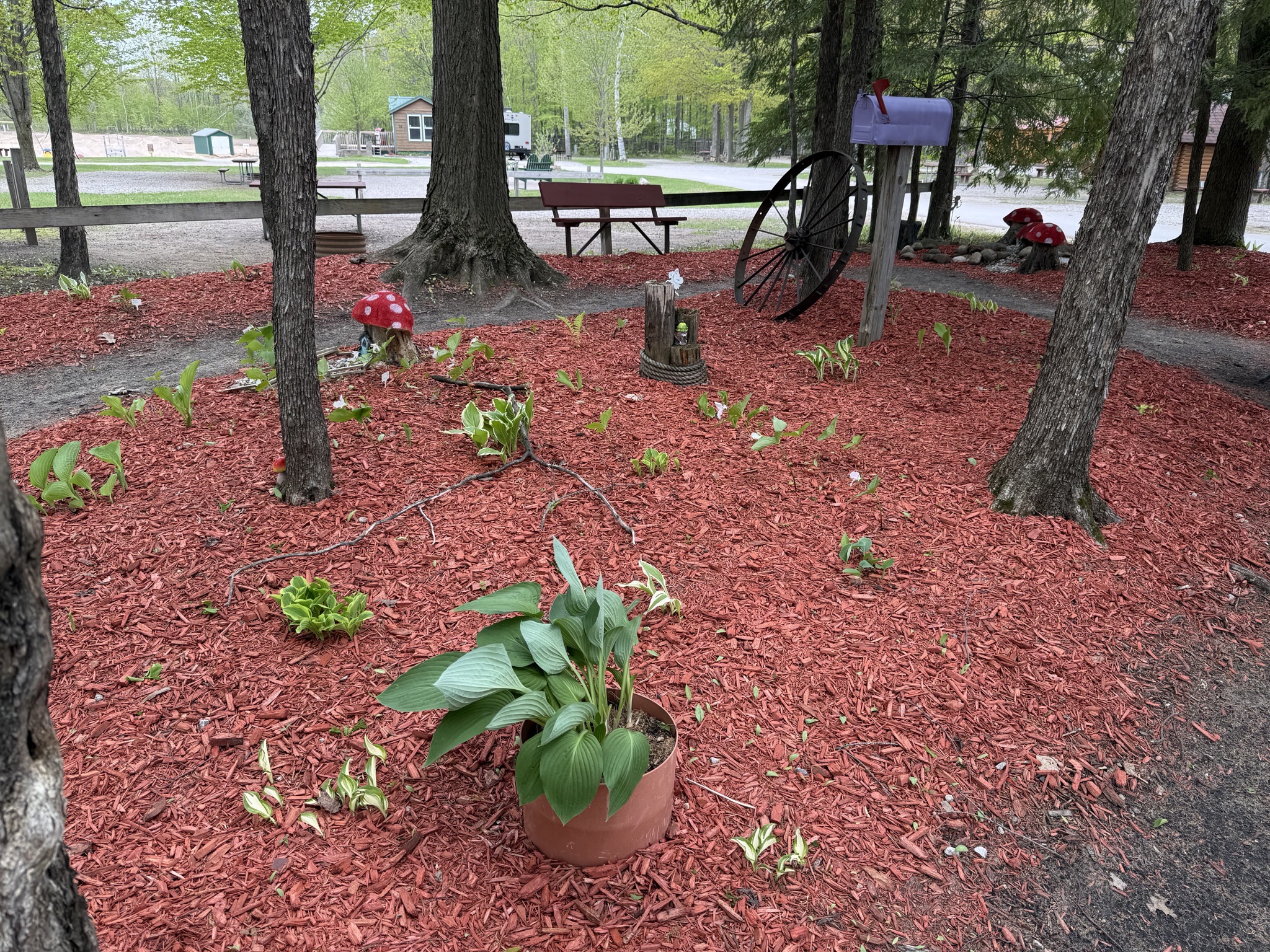 Shade garden