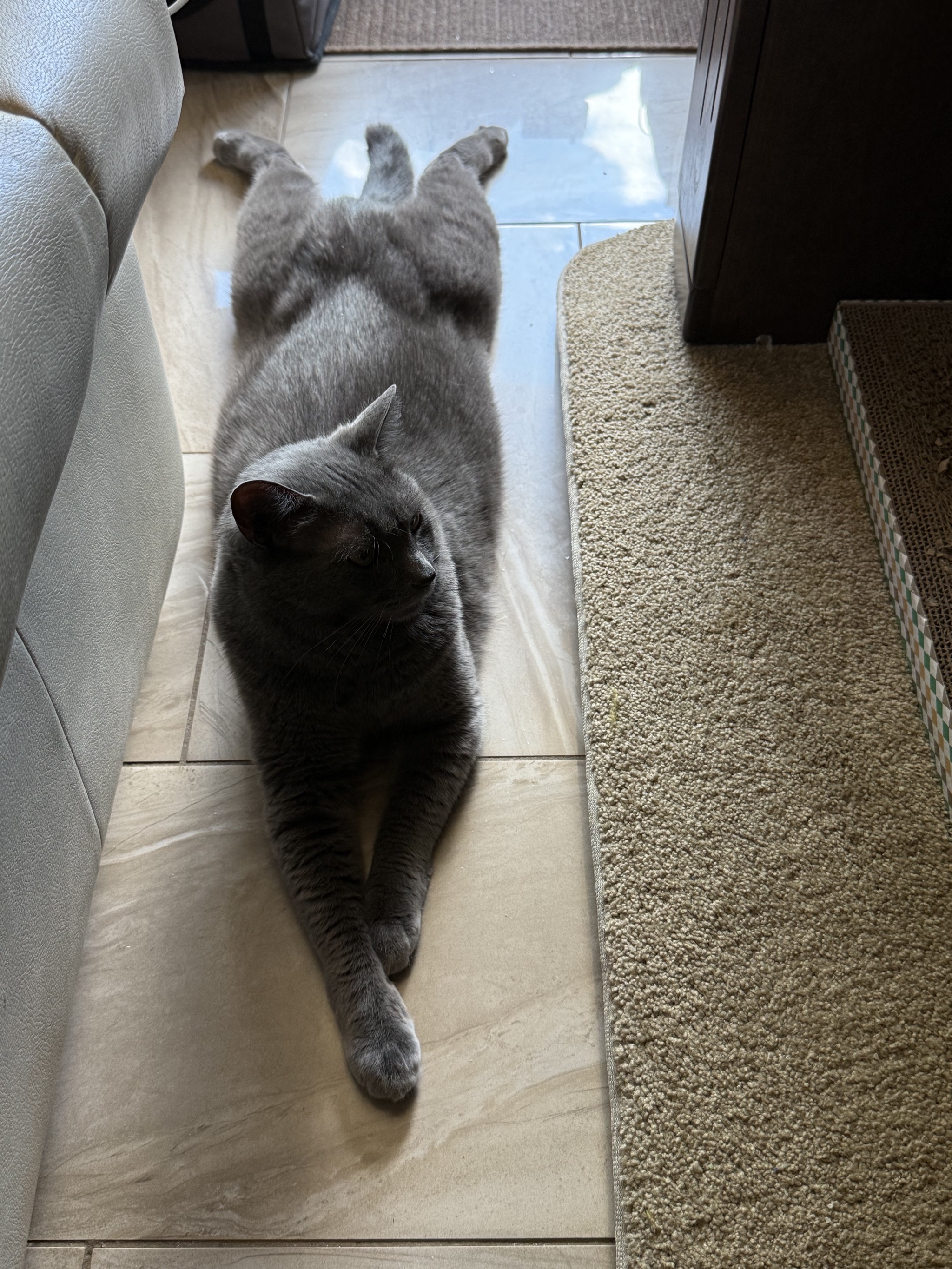 Nice sploot