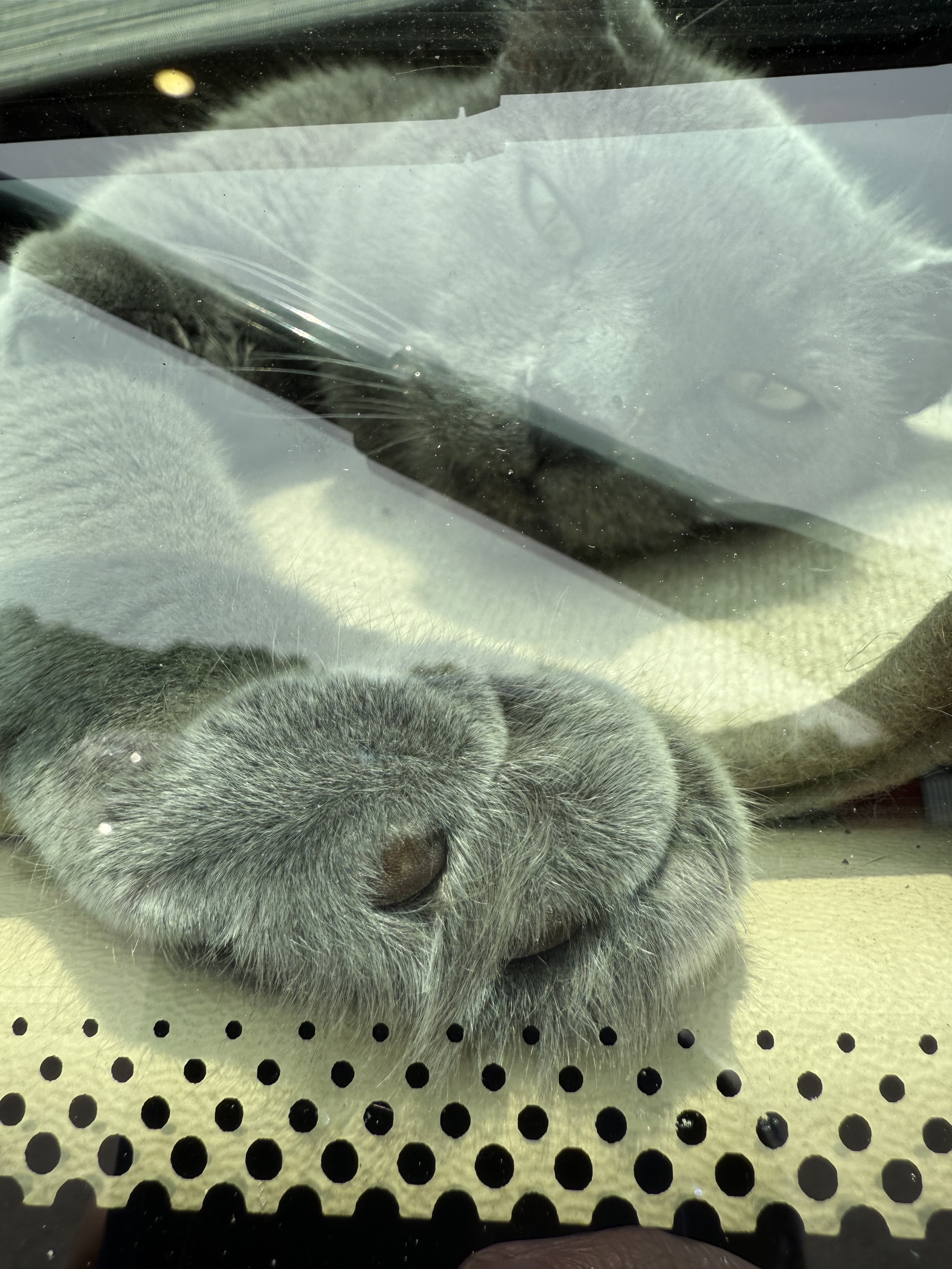 Toe beans