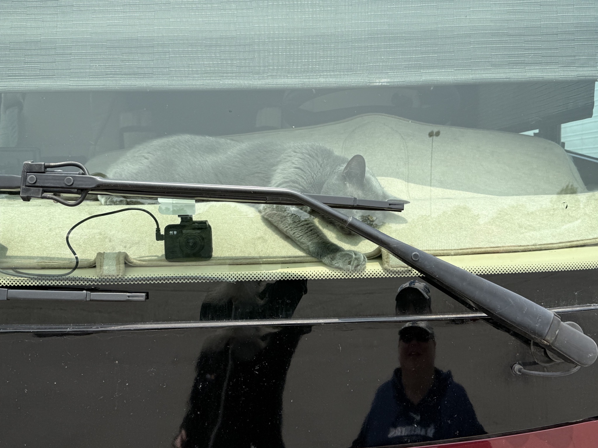 Paladin on the dash when we return to our coach