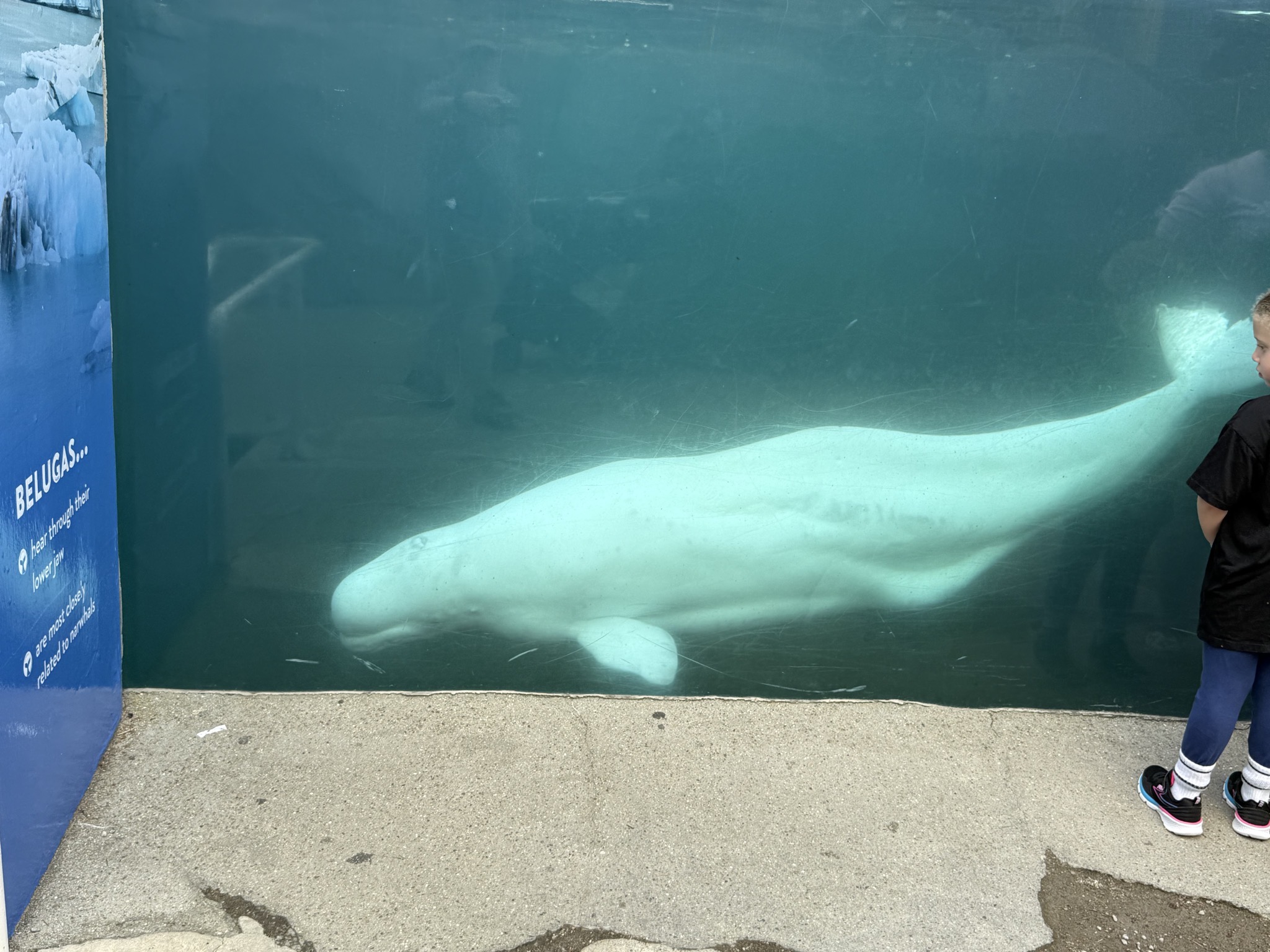 Beluga