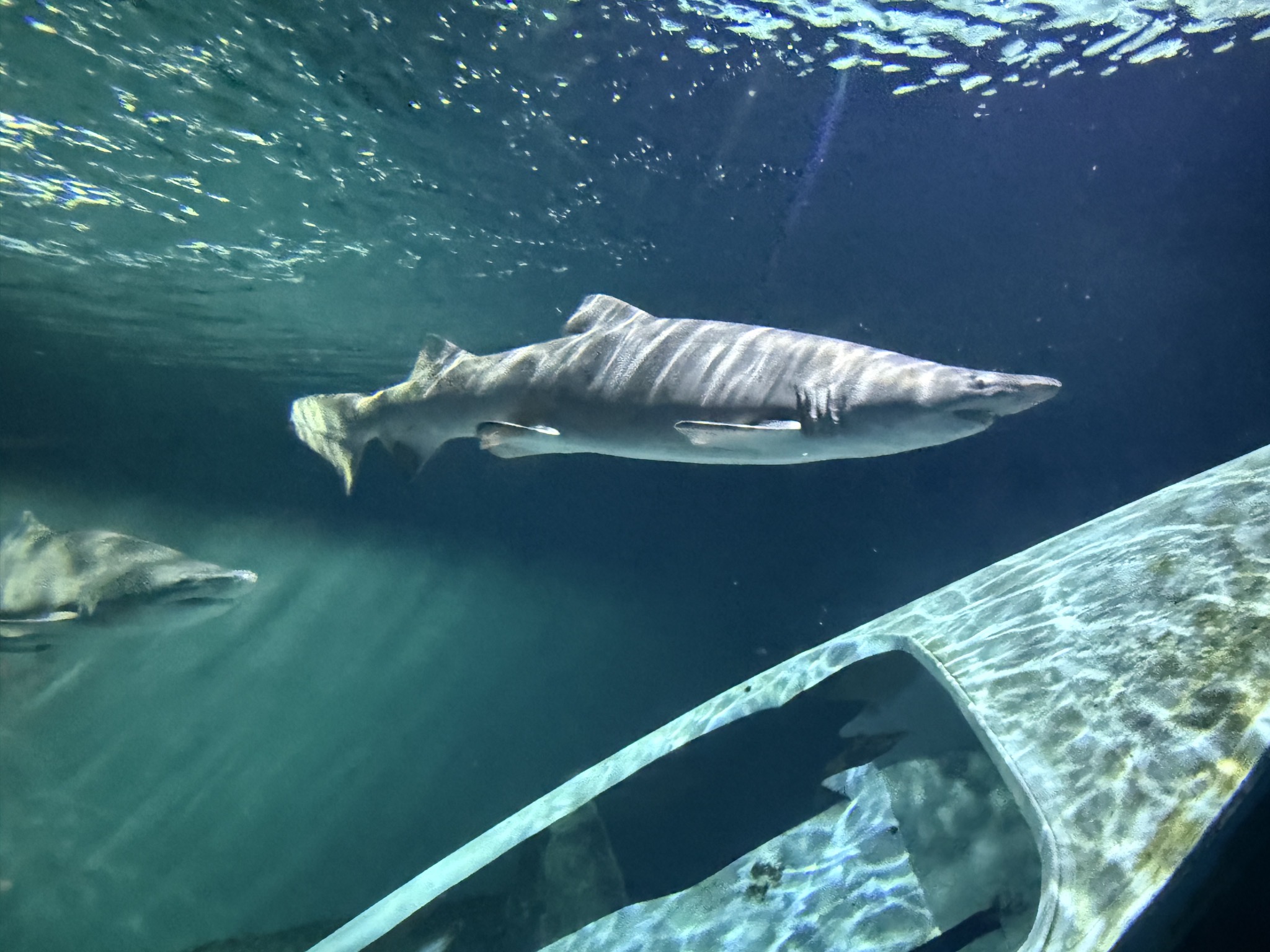 Sharks