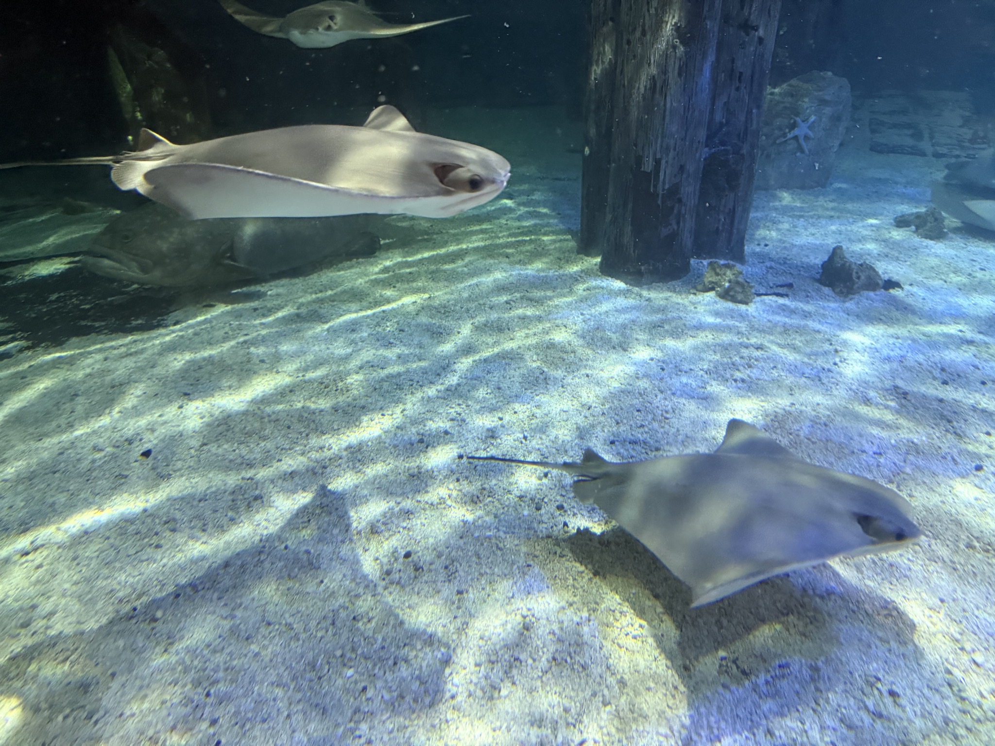 Stingrays