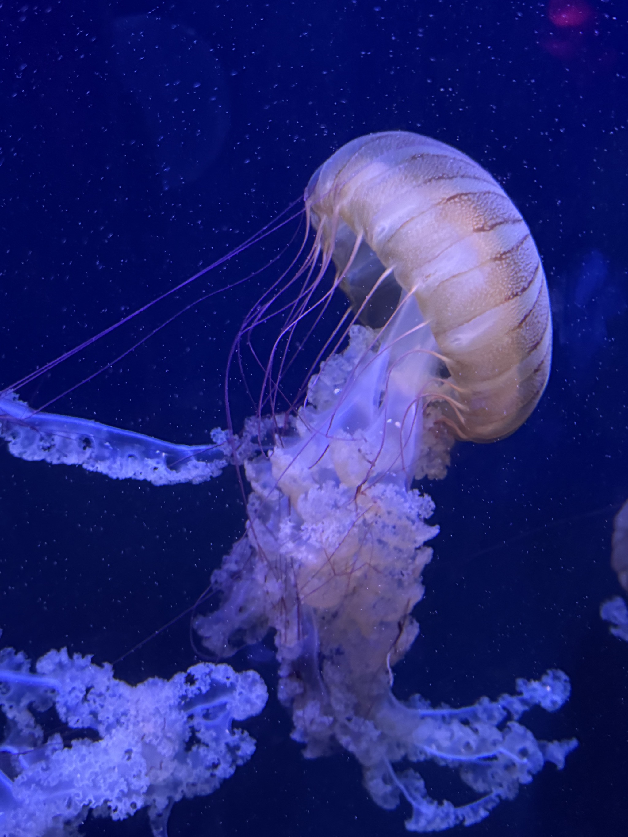 Jellyfish
