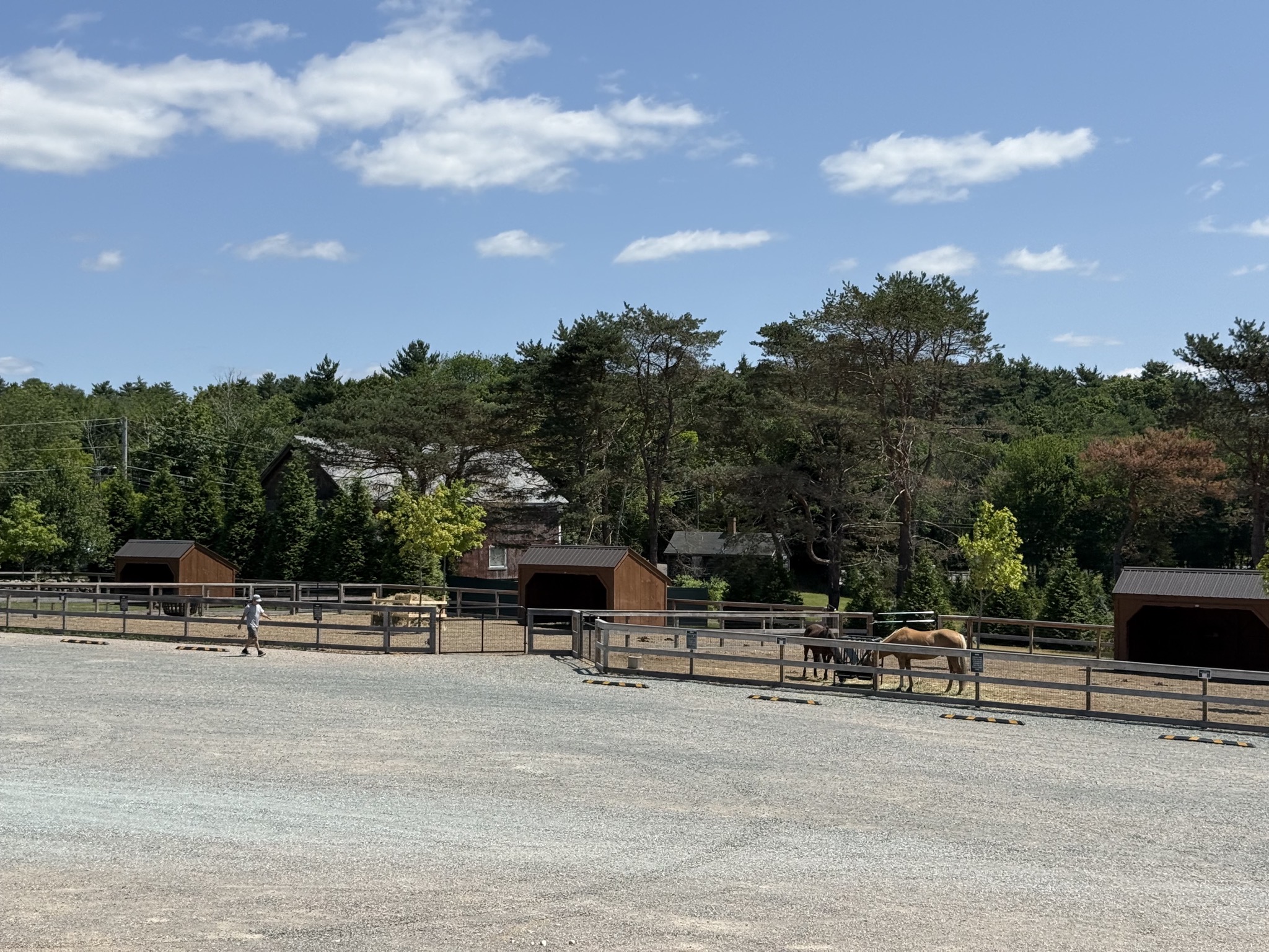 Horses