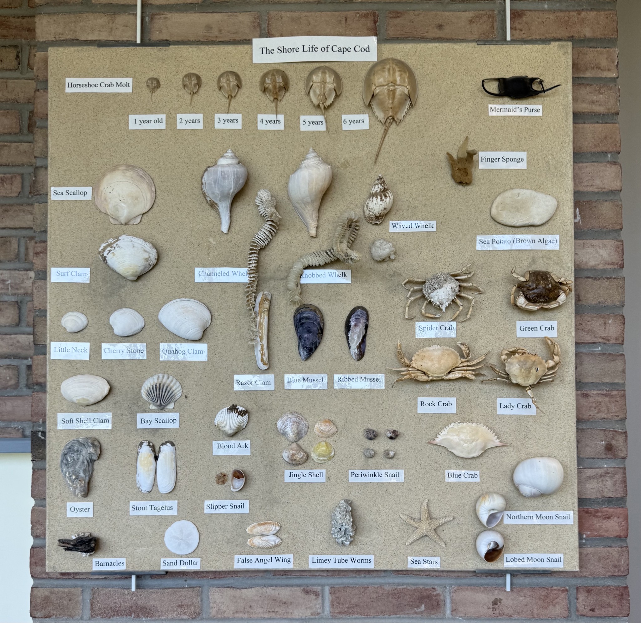 Shells