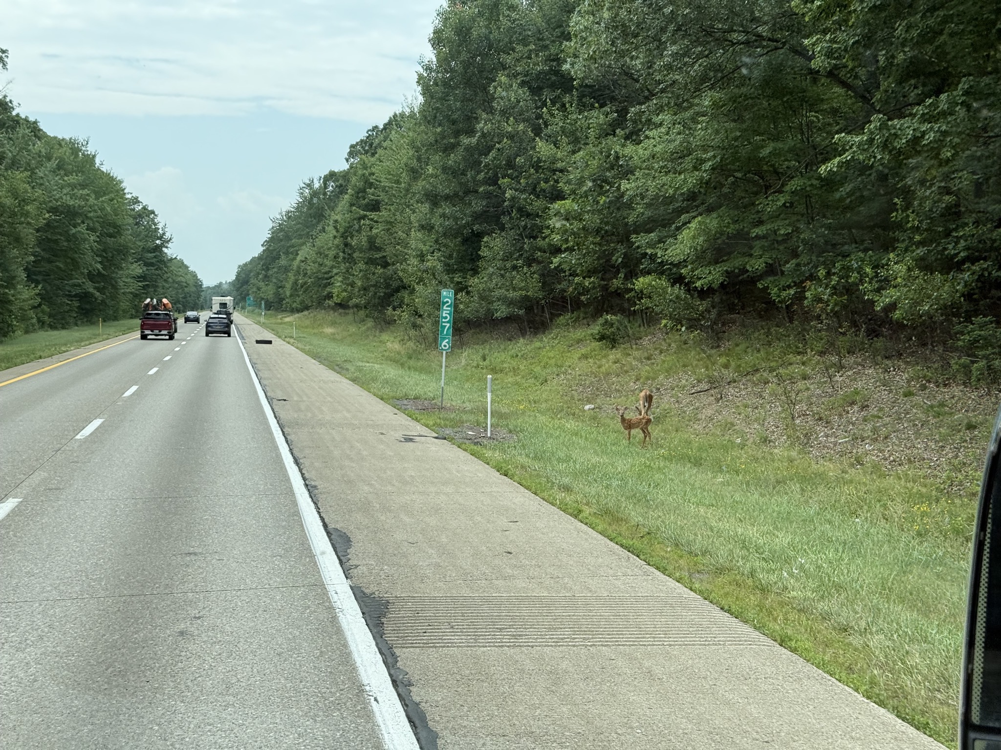 Deer on the side of the freeway