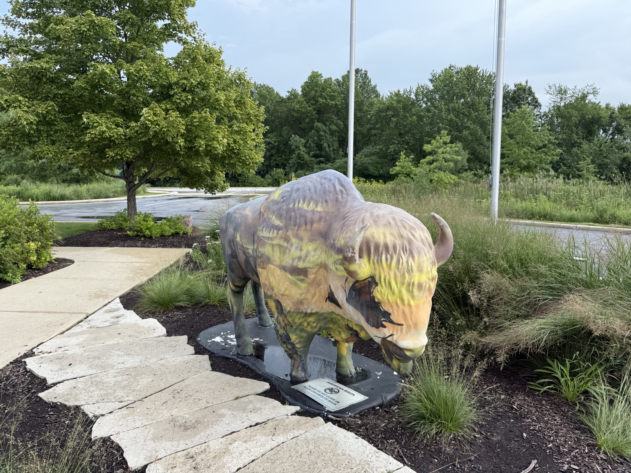 Bison