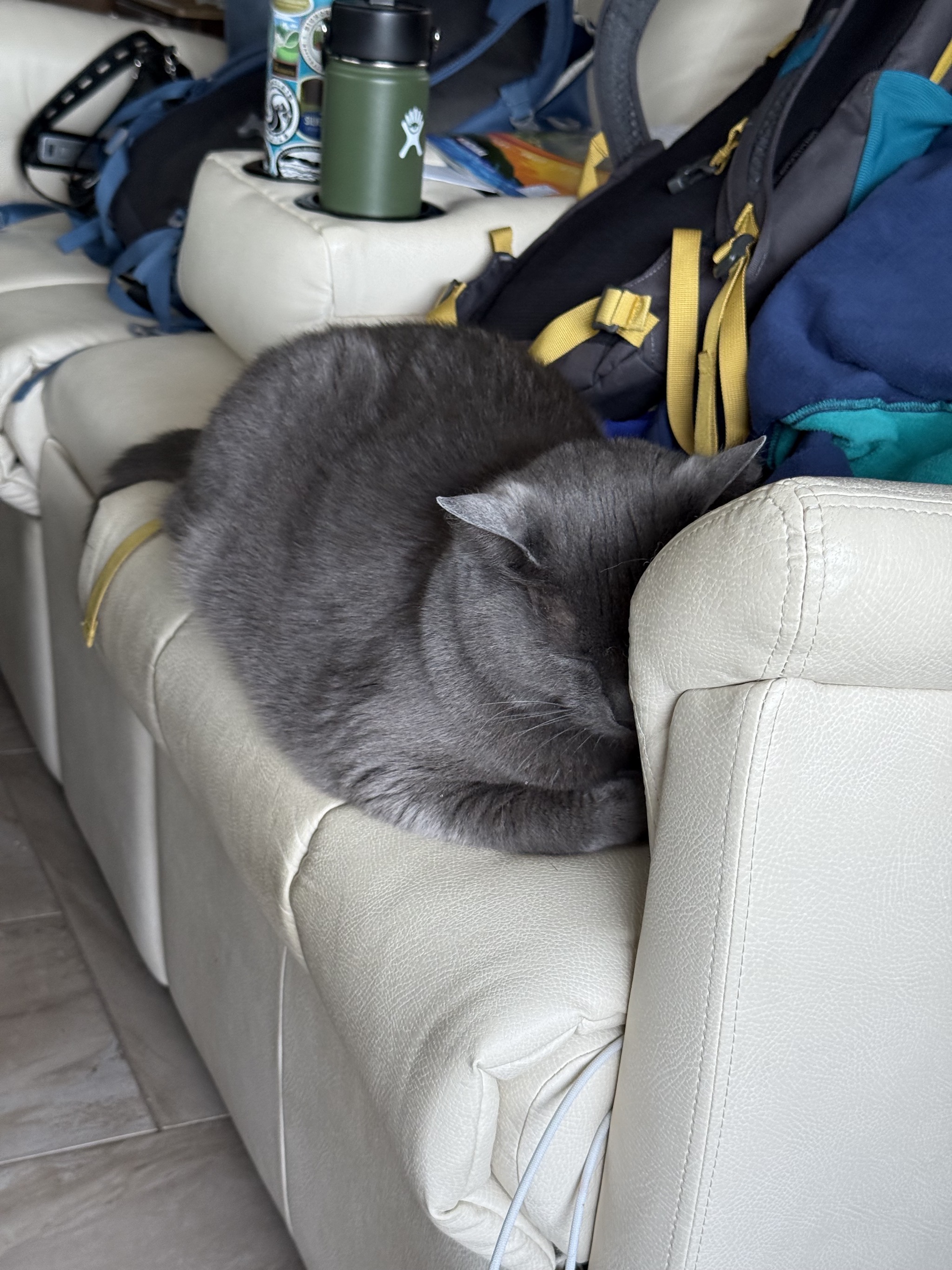 Paladin on the couch; an unusual place for travel days