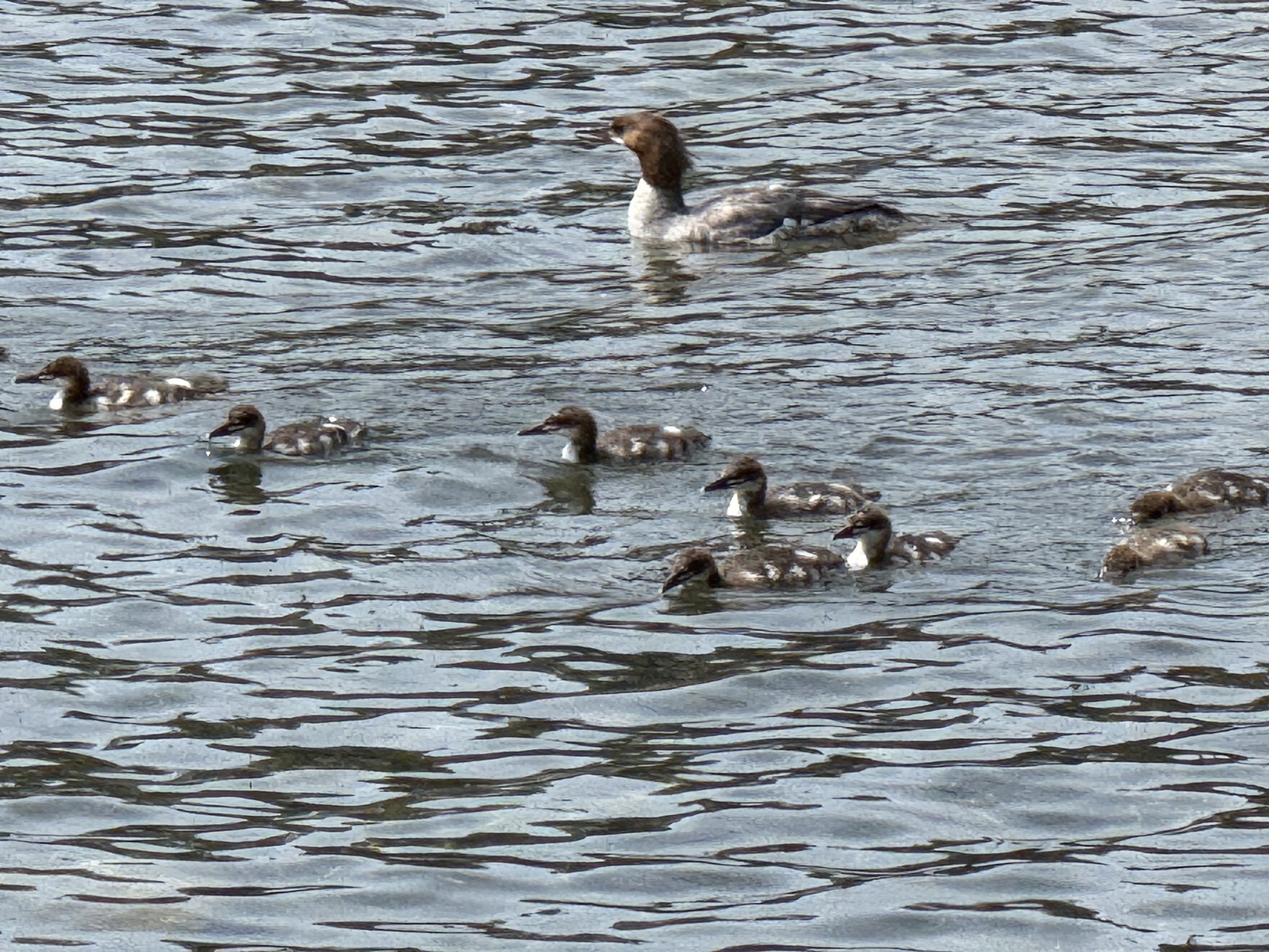 Loons