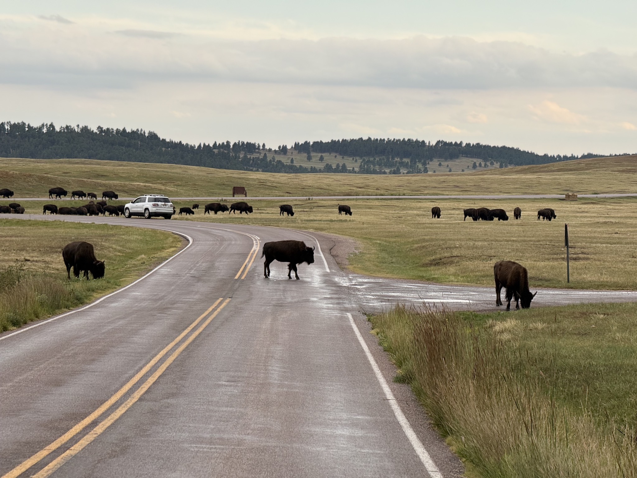 Lots of buffalo