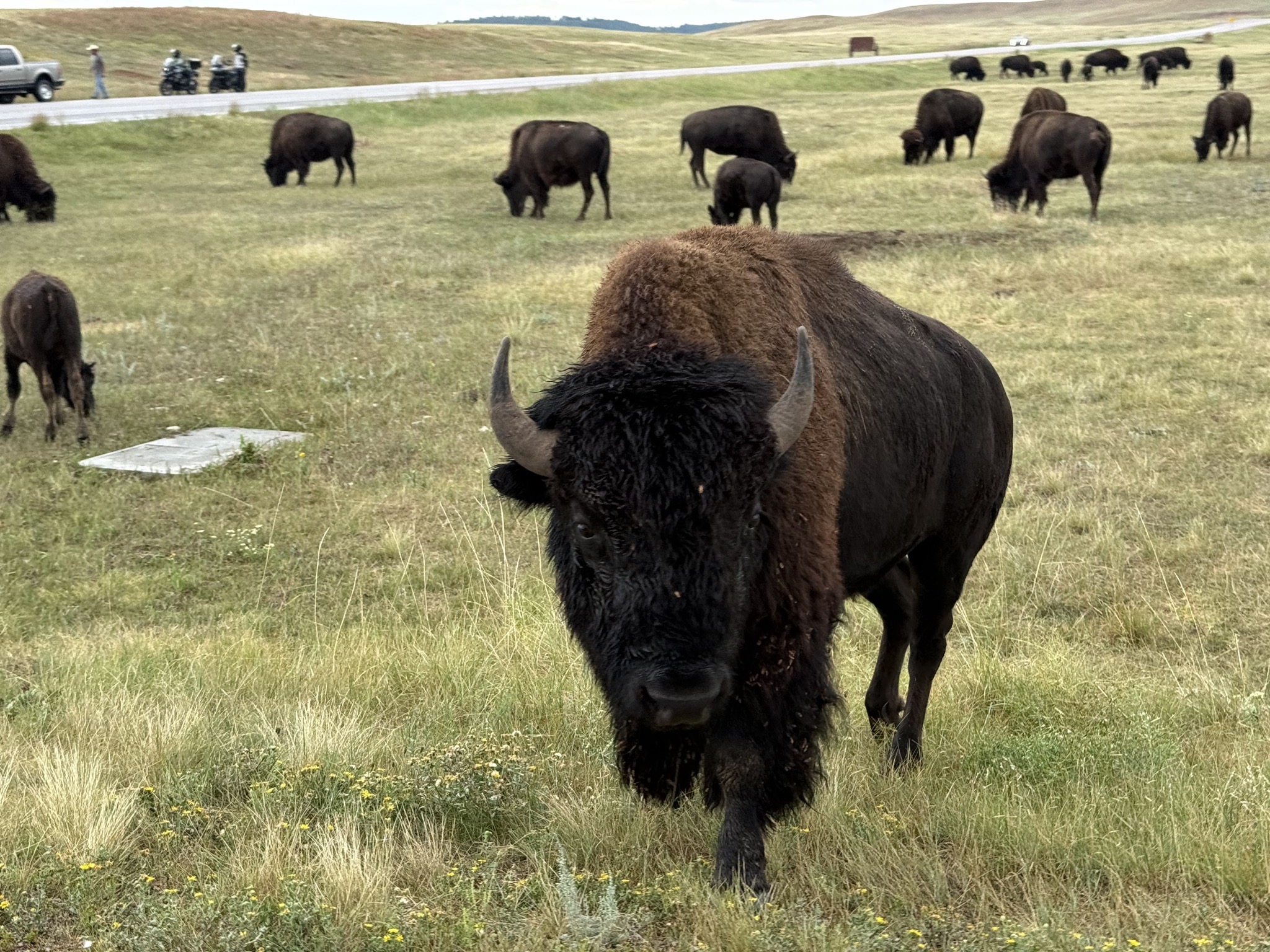 Buffalo