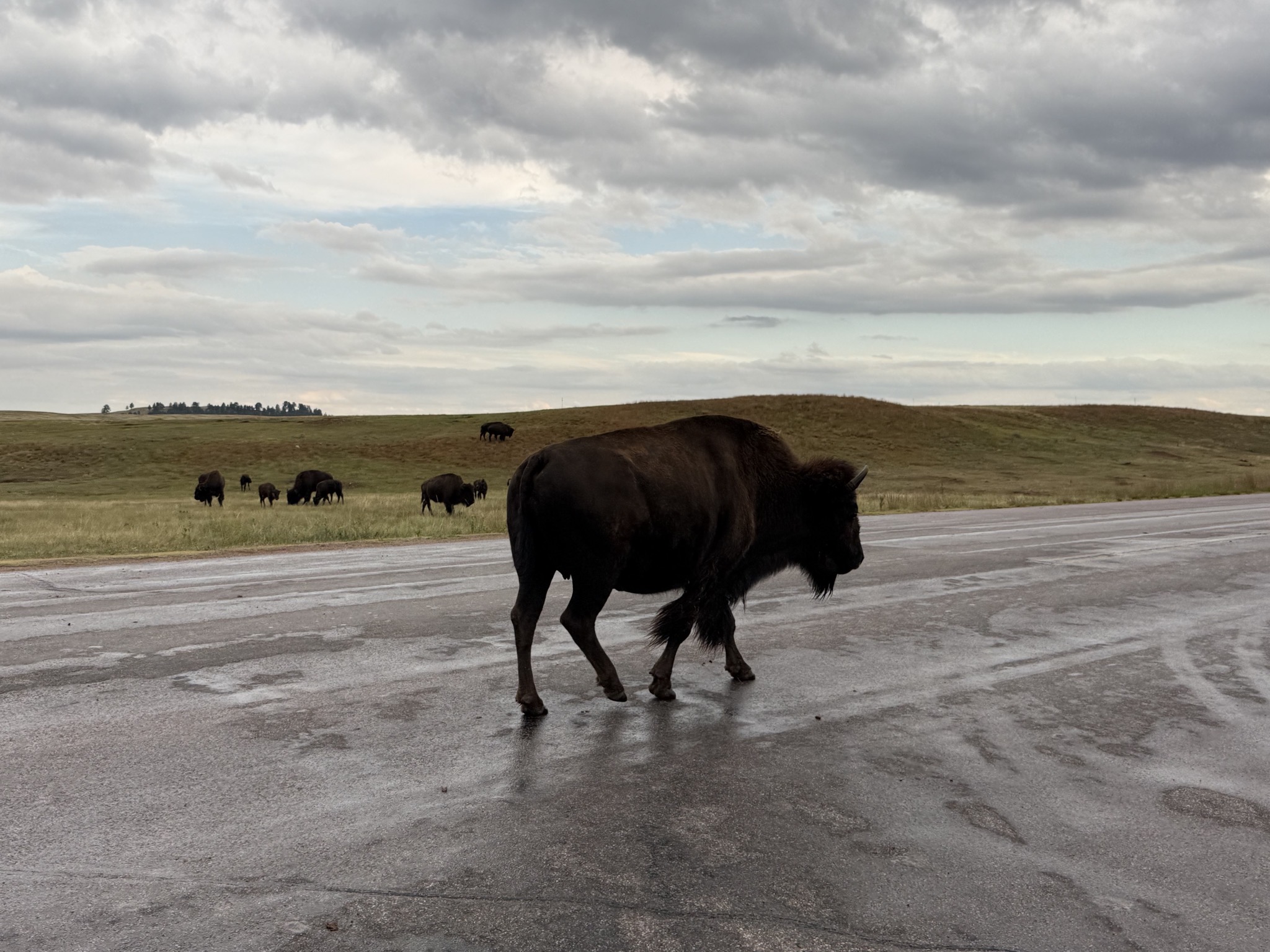 Buffalo