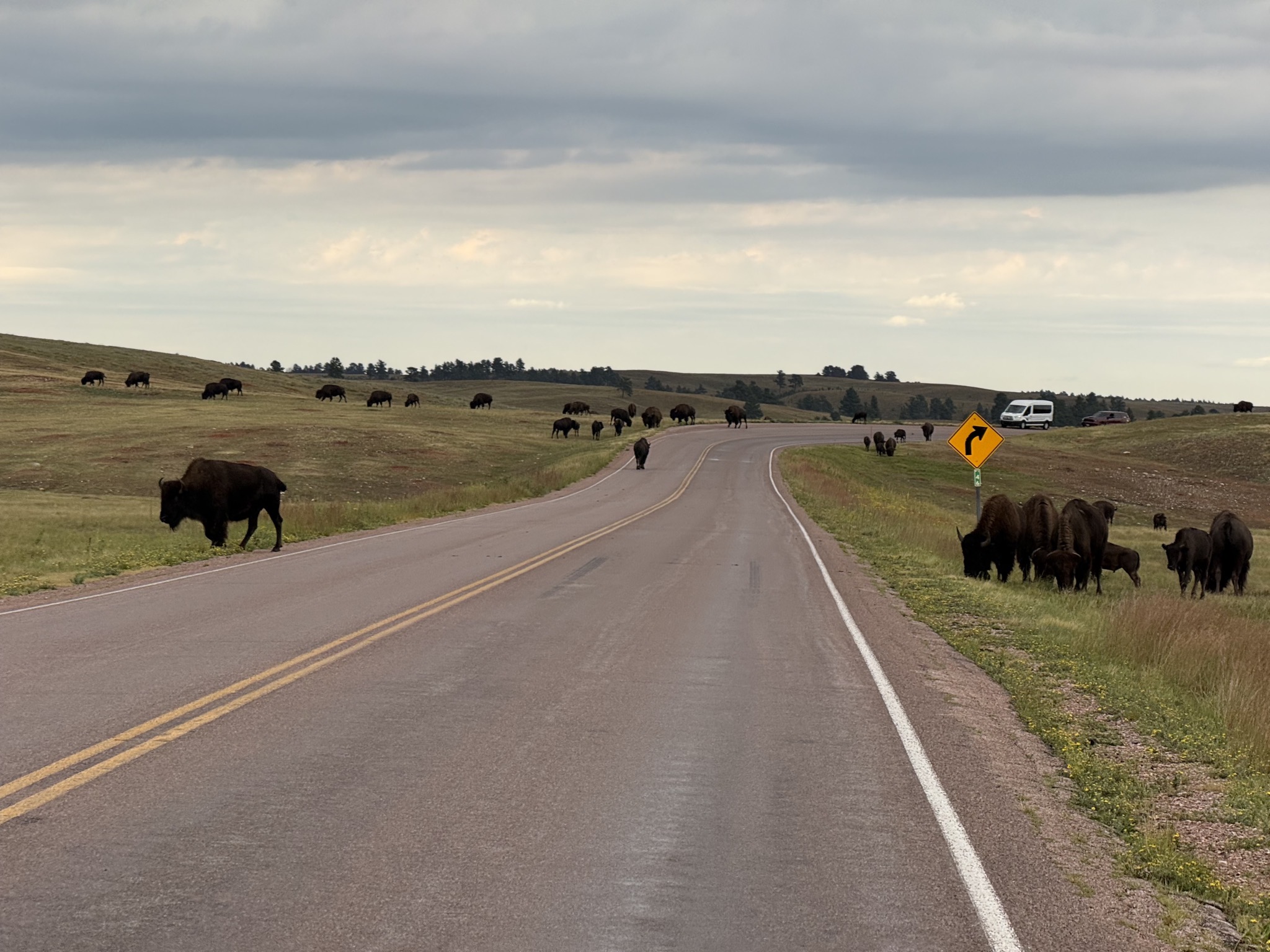 Buffalo