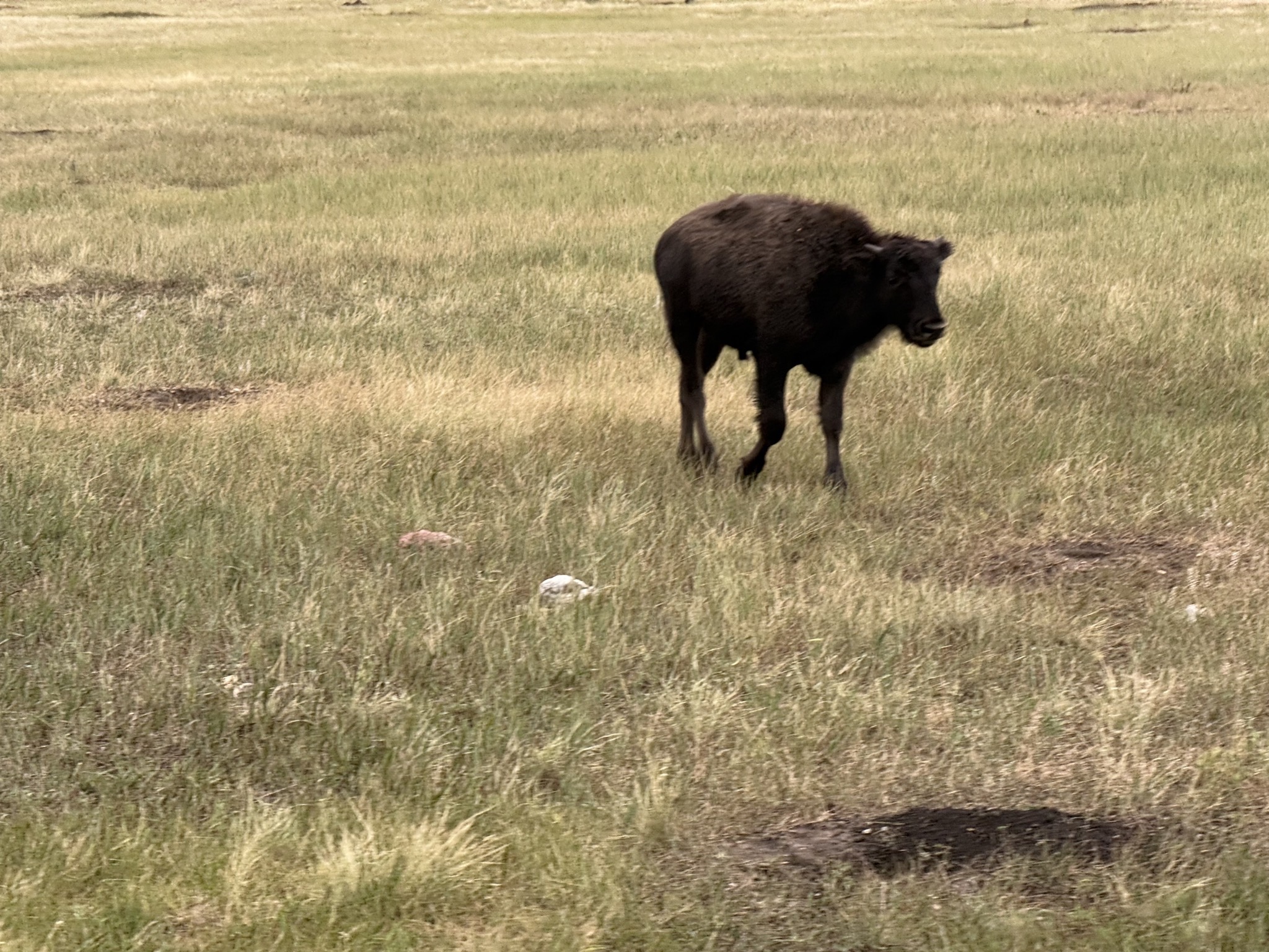 Buffalo