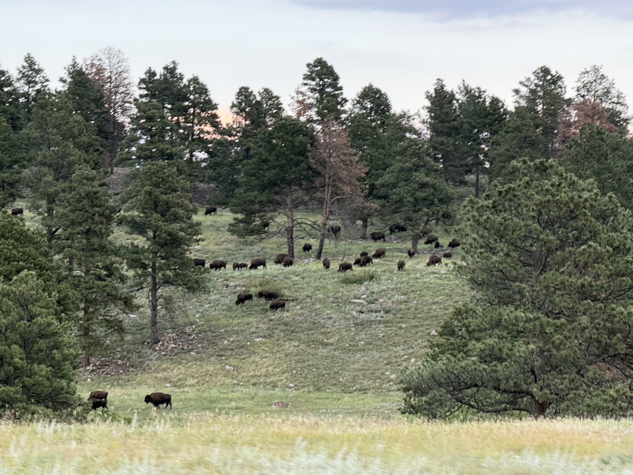 Buffalo
