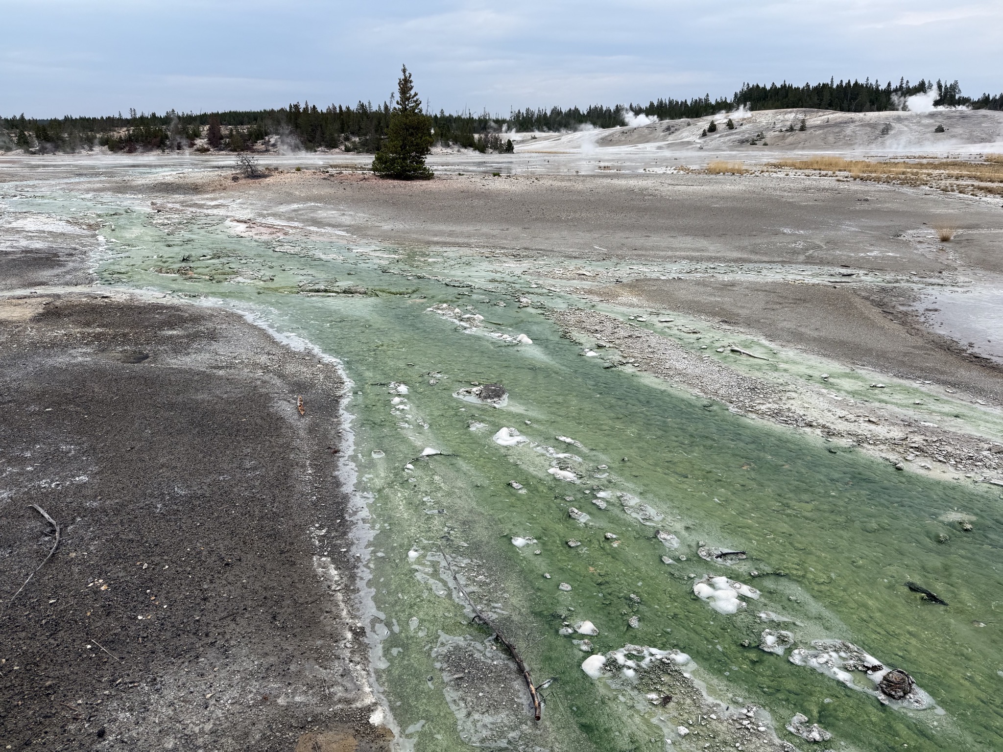 Norris Geyser Basin
