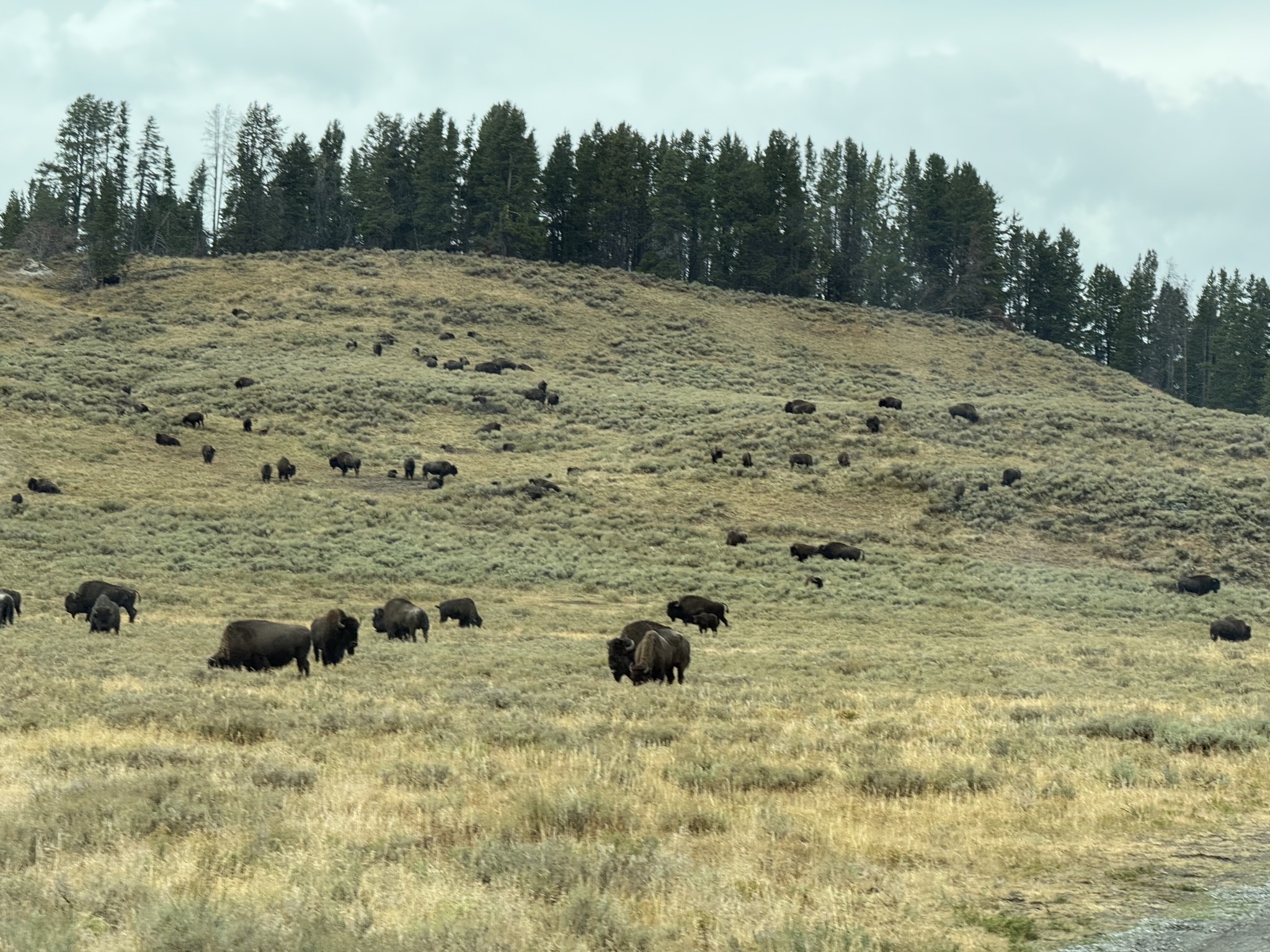 Bison