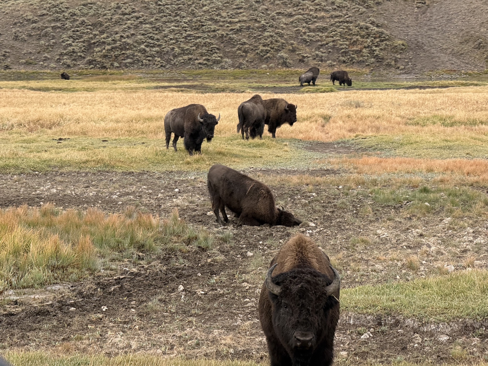 Bison