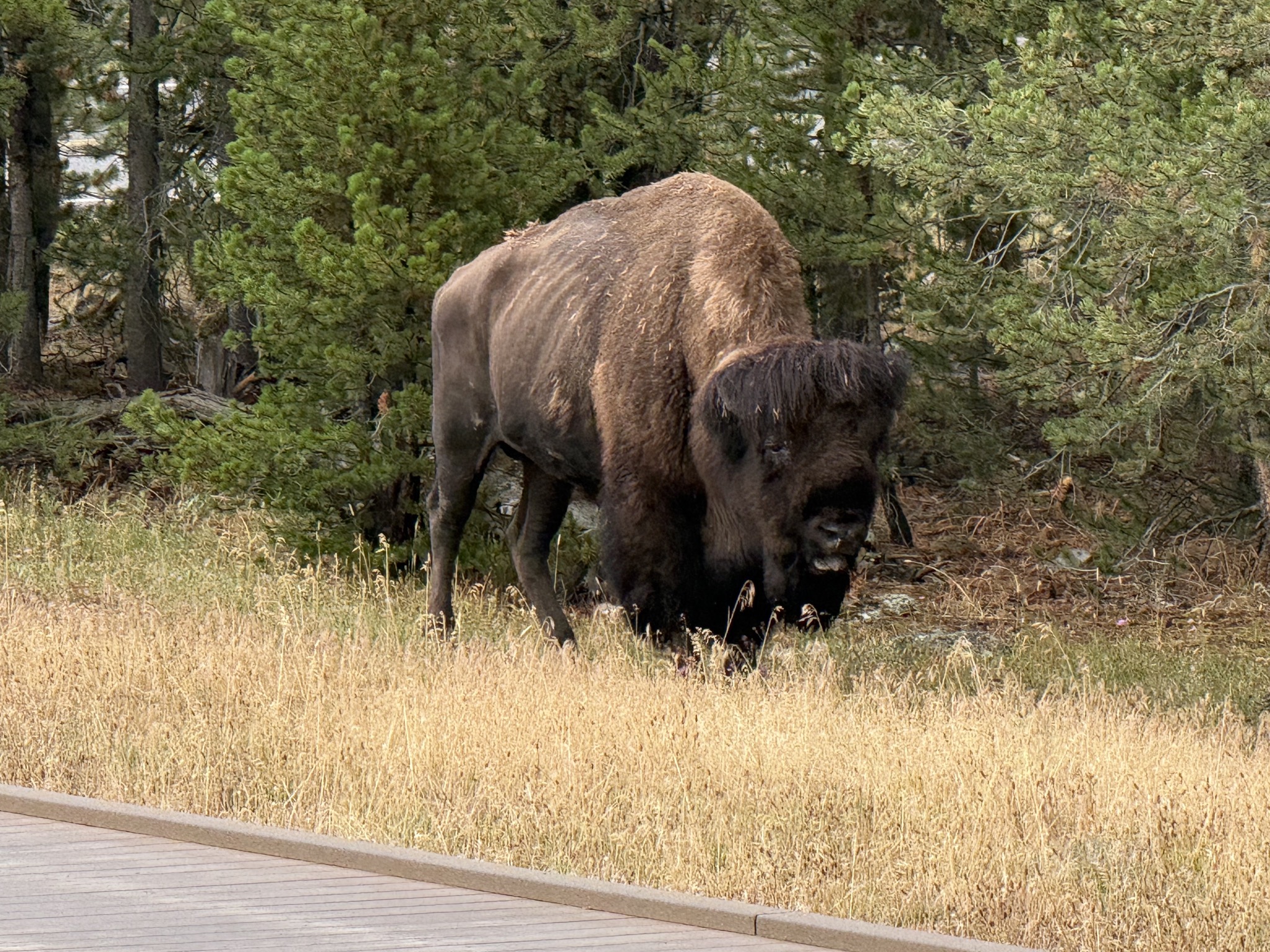 Bison