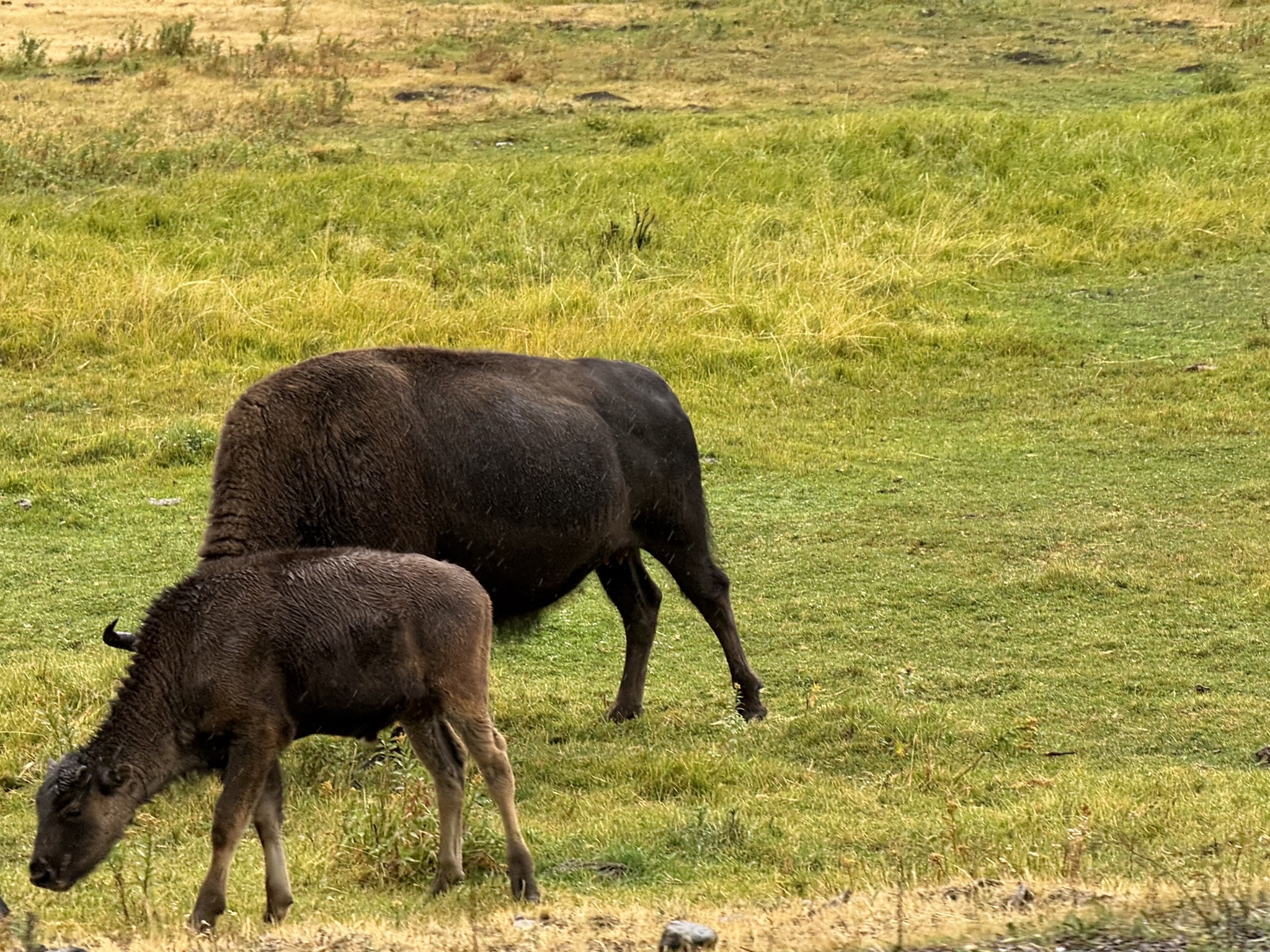 Bison in Lamar Valley
