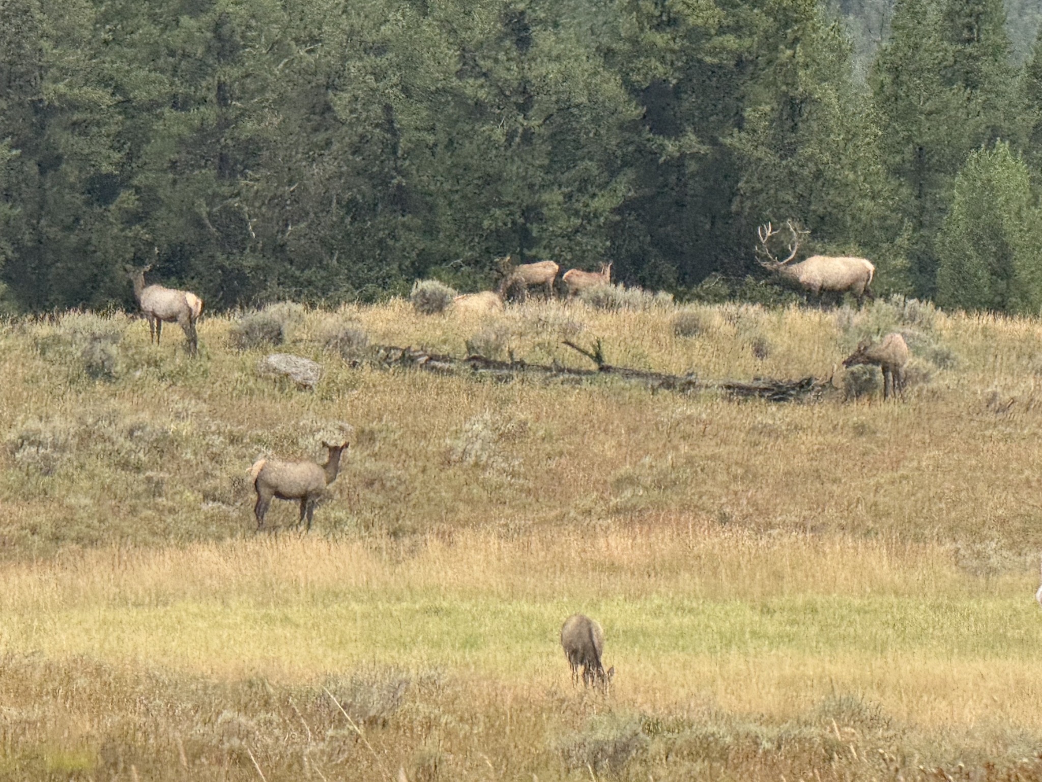 Elk