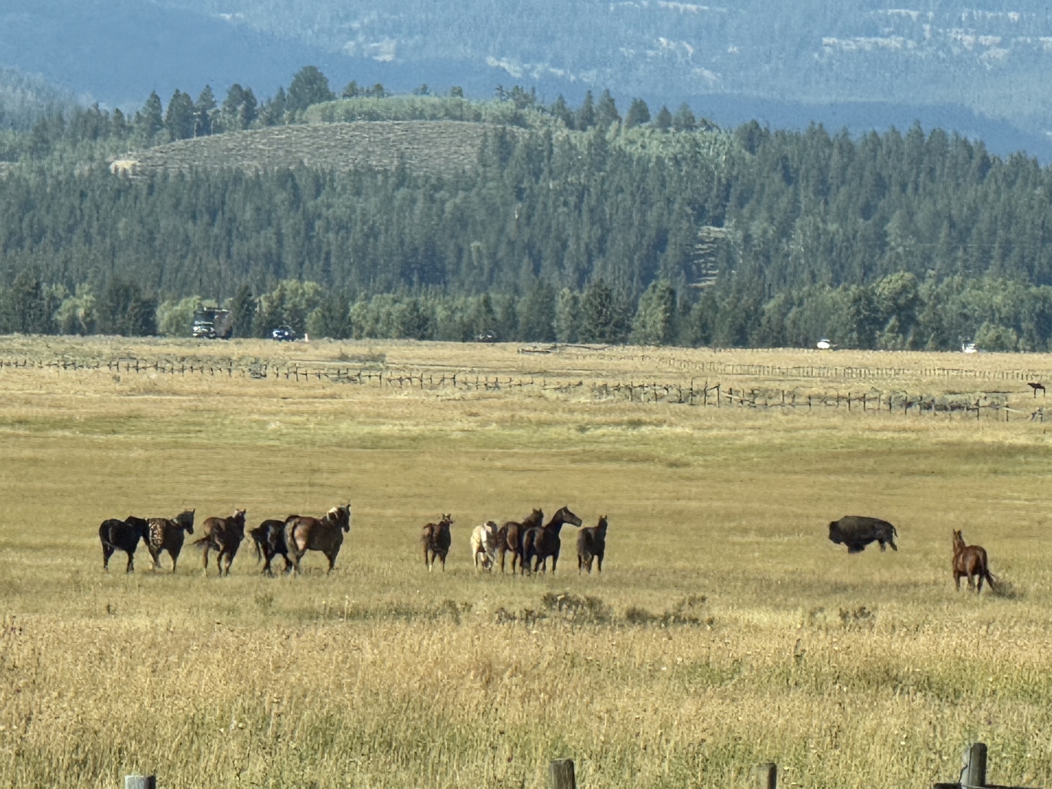 Horses and bison