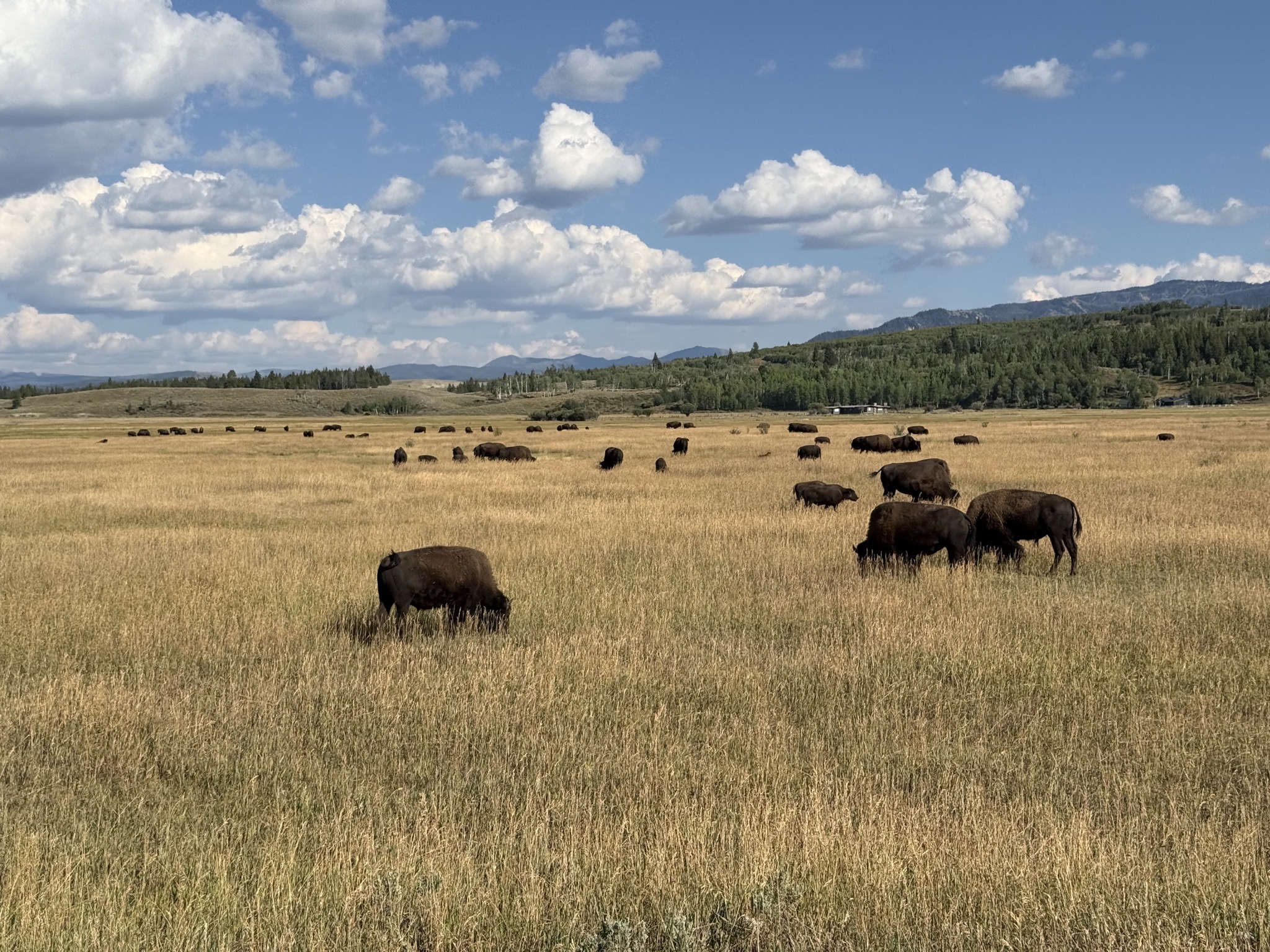 Bison