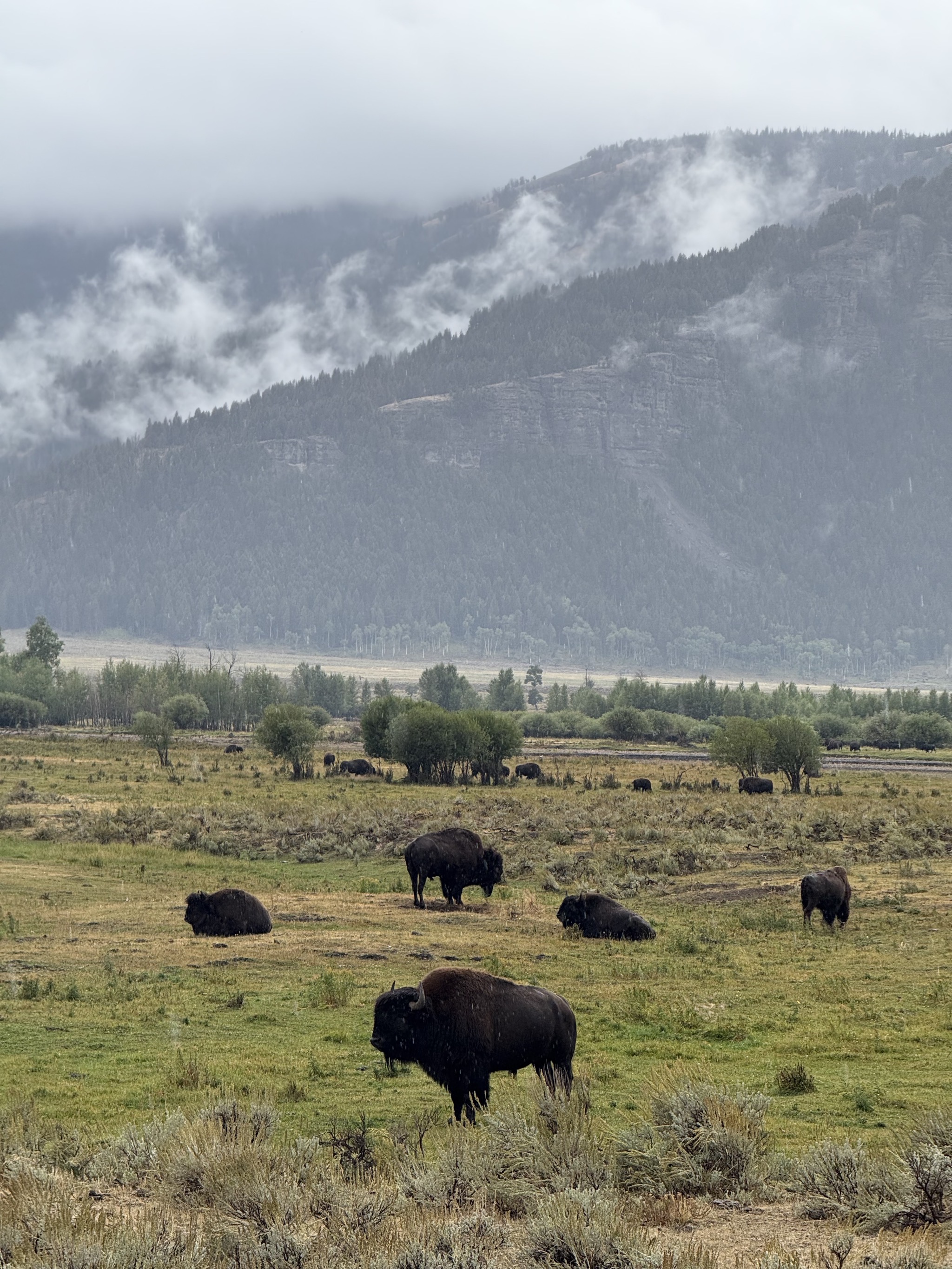 Bison in Lamar Valley